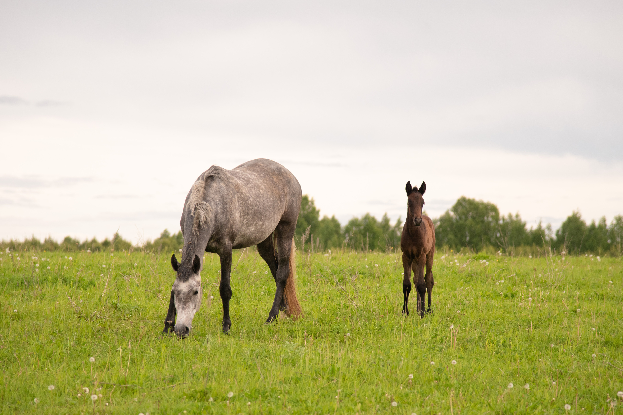 Фотосессия из конного клуба "Серая лошадь" для 6 класса 94 школы. Лапшина Юлия — школьный фотограф в Нижнем Новгороде. Выпускные альбомы