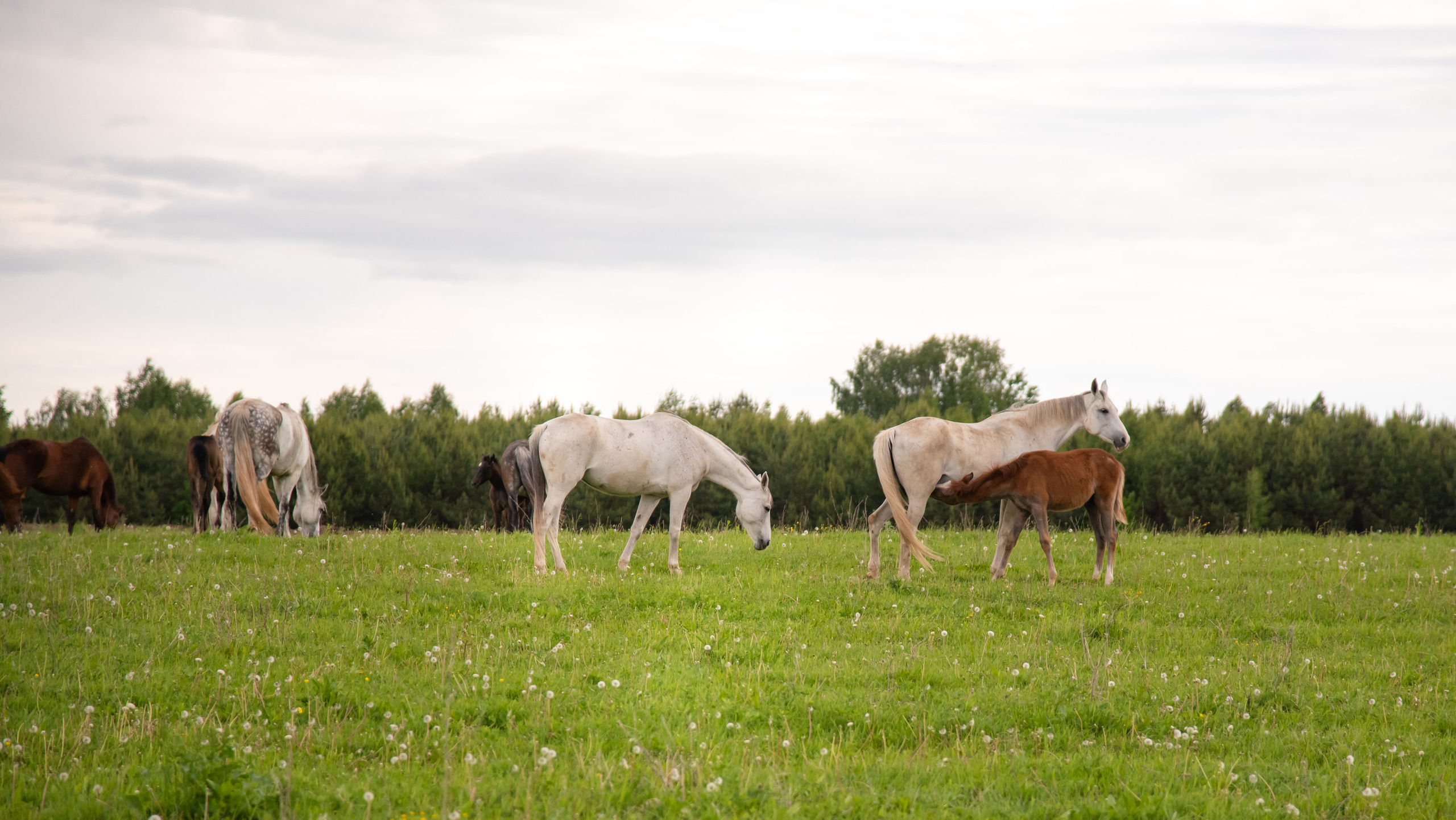 Фотосессия из конного клуба "Серая лошадь" для 6 класса 94 школы. Лапшина Юлия — школьный фотограф в Нижнем Новгороде. Выпускные альбомы