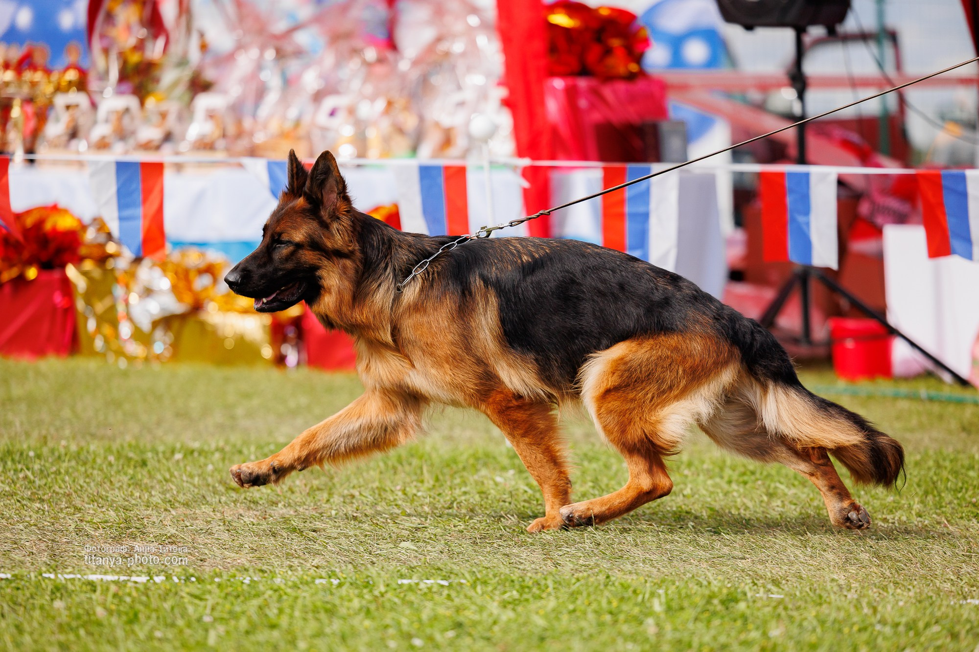 Немецкие овчарки: фото из рингов и вне ринга, мутпроба (фотографии с выставок). Фотограф собак, фотограф-анималист Аня Титова (Titanya). Москва