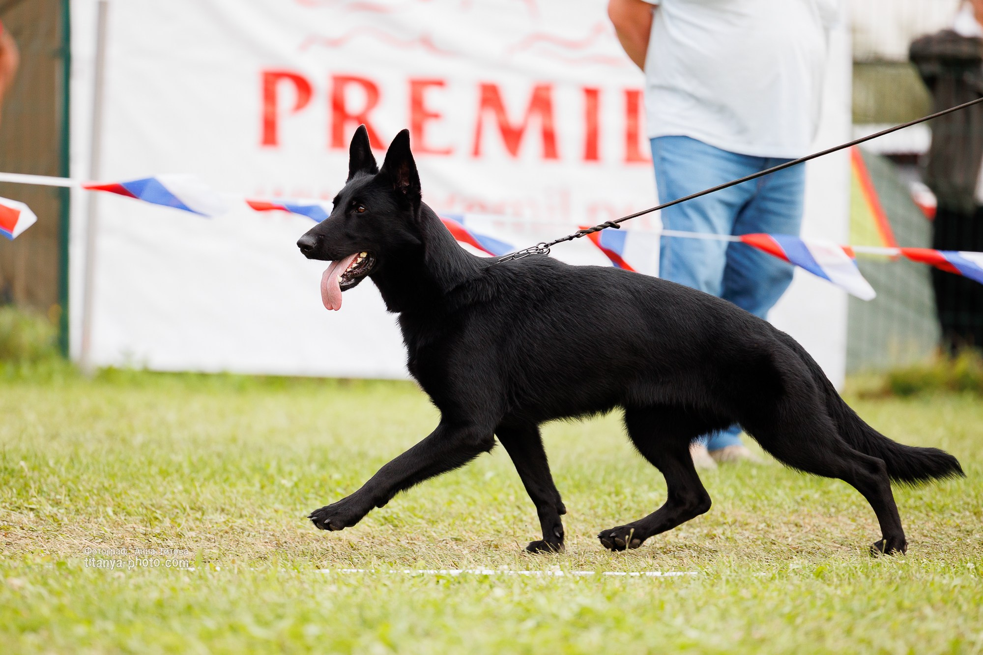 Немецкие овчарки: фото из рингов и вне ринга, мутпроба (фотографии с выставок). Фотограф собак, фотограф-анималист Аня Титова (Titanya). Москва