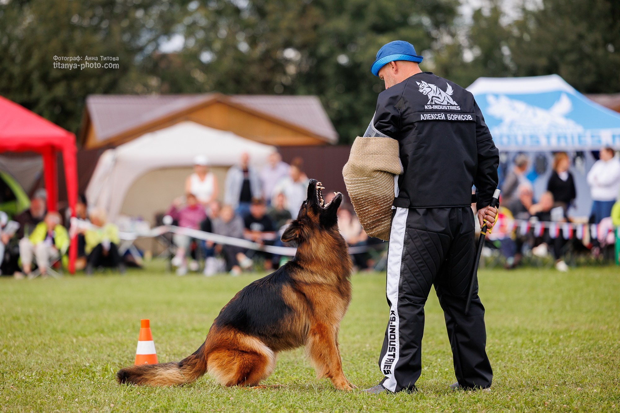 Немецкие овчарки: фото из рингов и вне ринга, мутпроба (фотографии с выставок). Фотограф собак, фотограф-анималист Аня Титова (Titanya). Москва