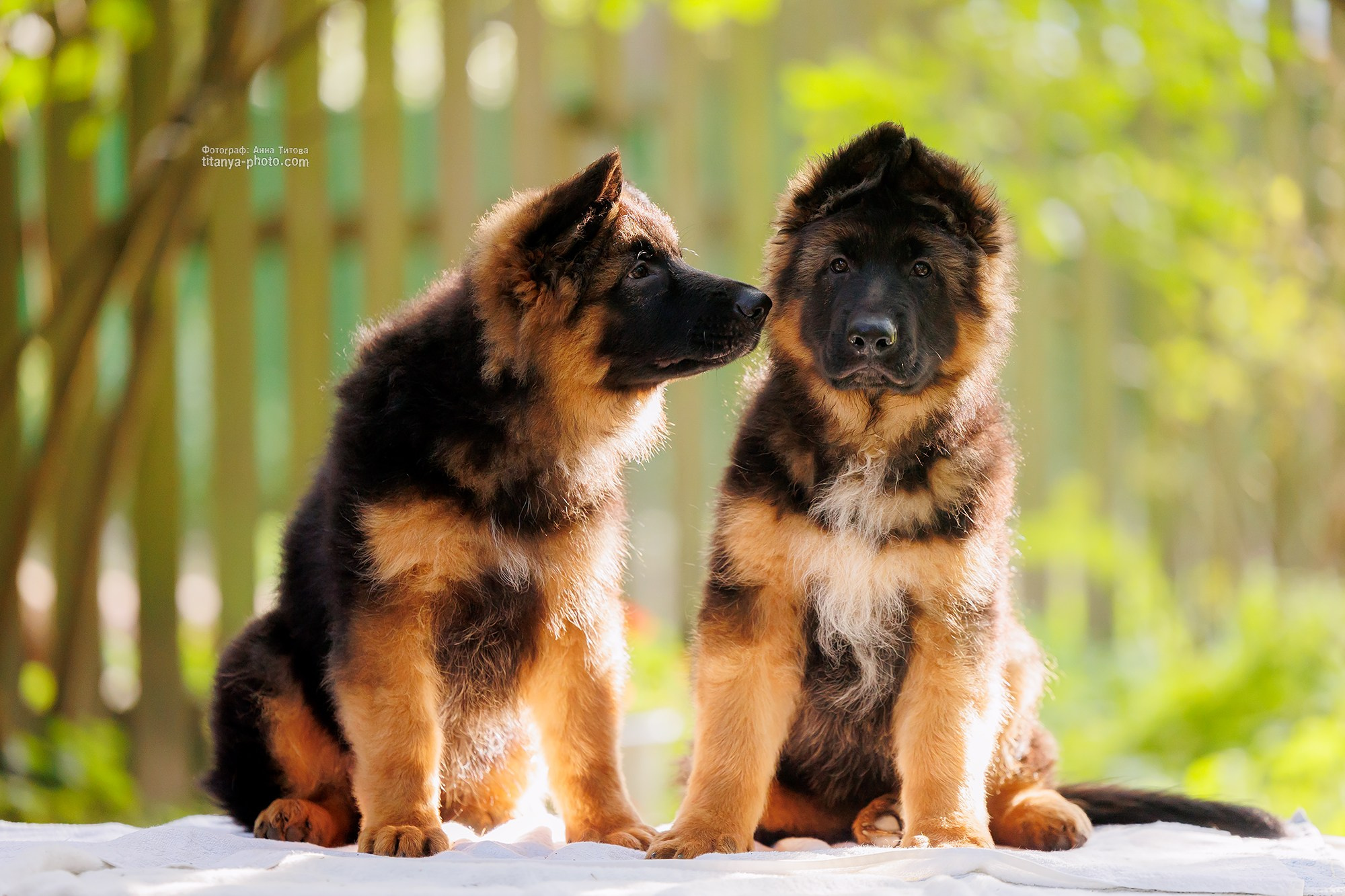 Щенки немецкой овчарки. Фотограф собак, фотограф-анималист Аня Титова (Titanya). Москва