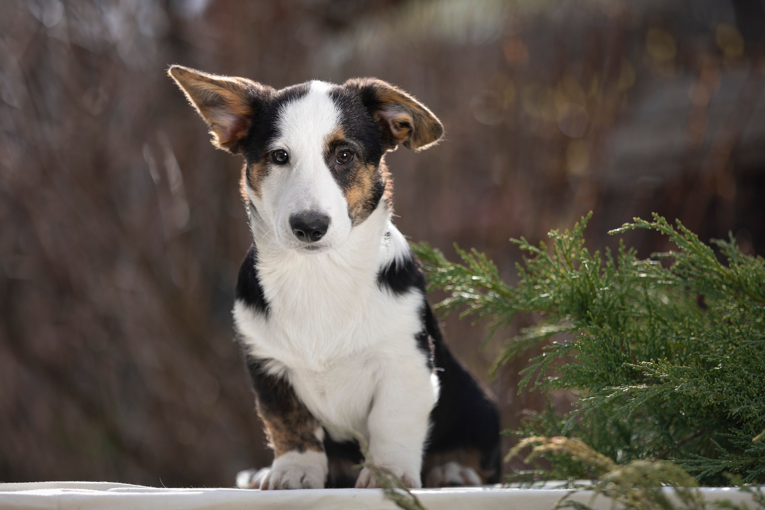 Вельш Корги Кардиган. Фотограф анималист, семейный фотограф, фотограф собак Комратова Мария. г. Москва