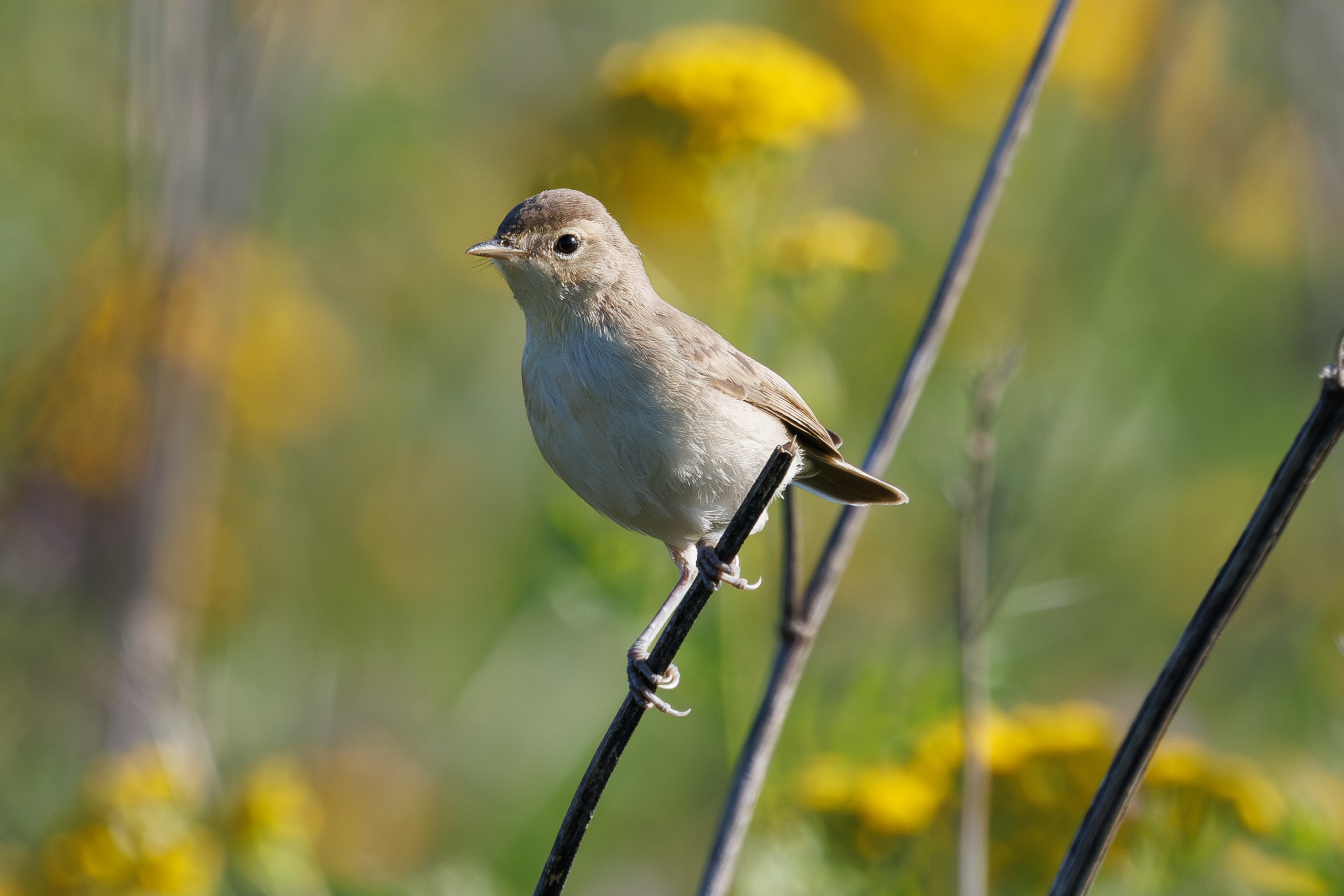 Птицы Москворецкого пойменного заказника. Птицы парков г. Люберцы
