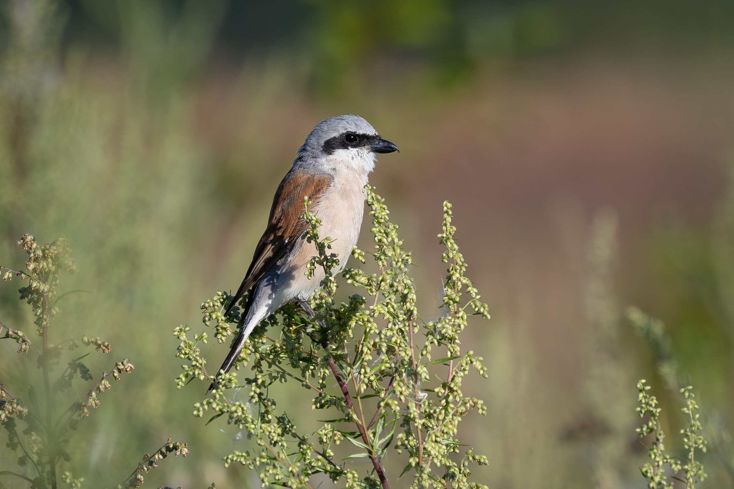 Обыкновенный жулан Снято на Canon EOS R8, RF 600 mm f11.