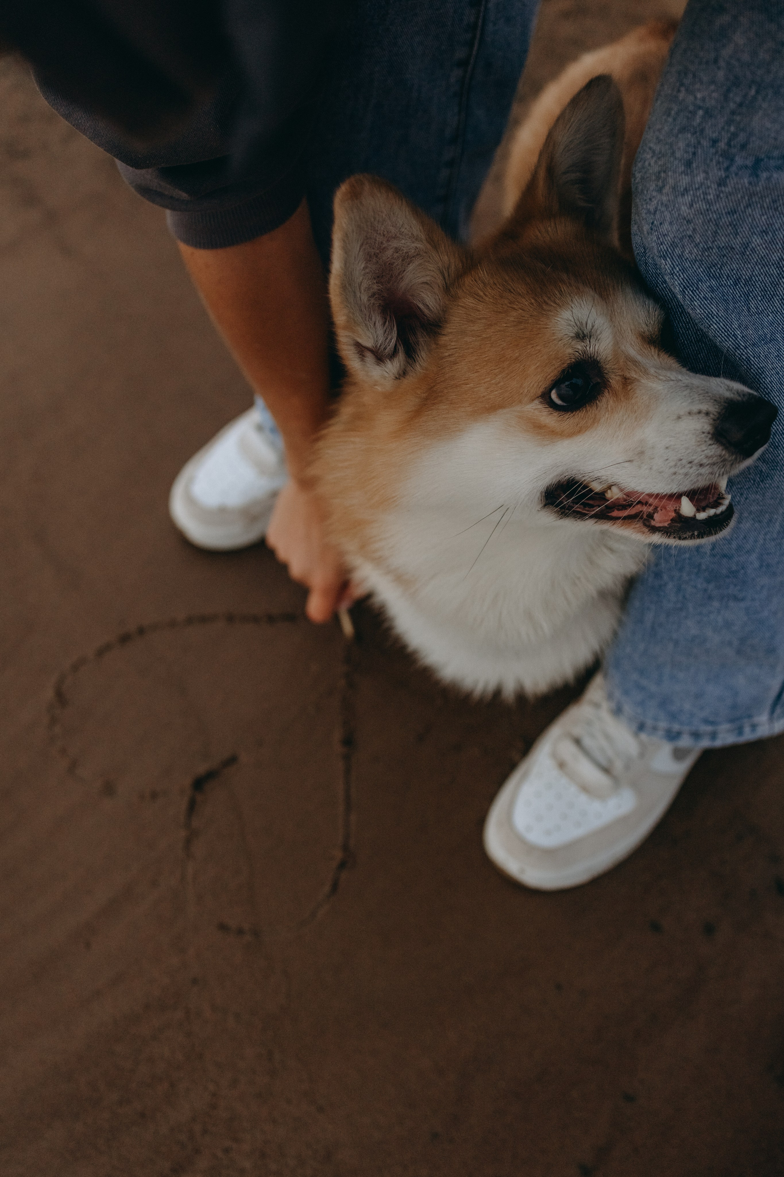 Лиза и Бакс. Фотограф — Анималист | Санкт-Петербург