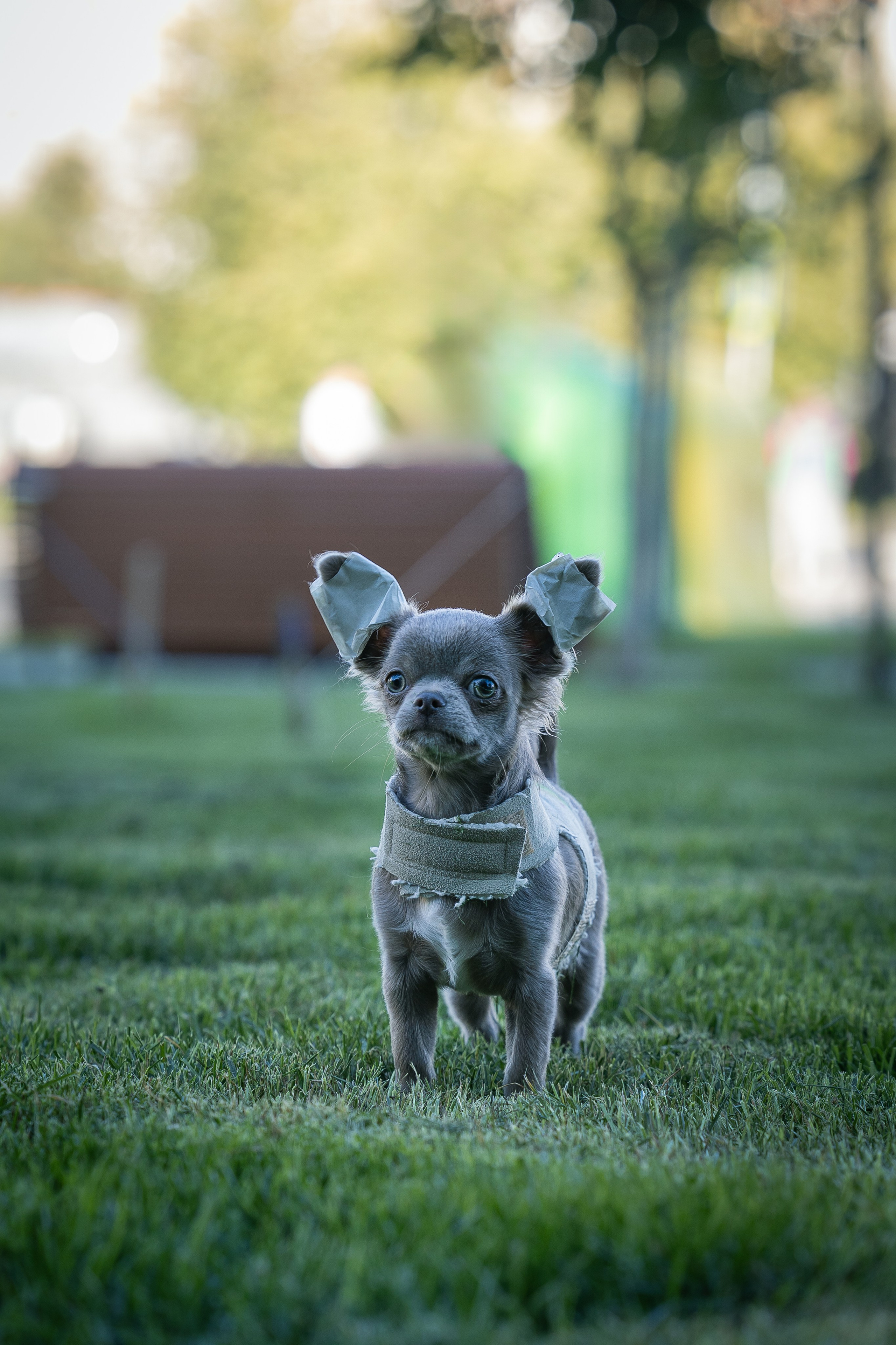 Норман. Виктория Михайловская. Фотограф-анималист. Москва
