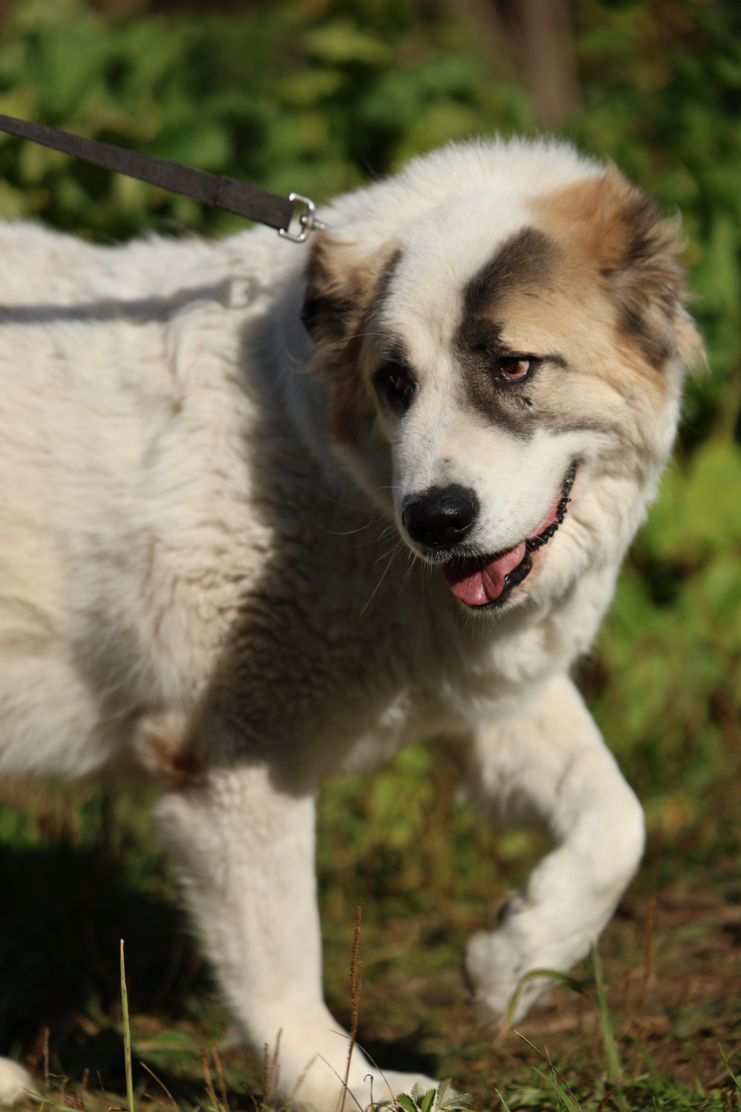 Приют. Виктория Михайловская. Фотограф-анималист. Москва