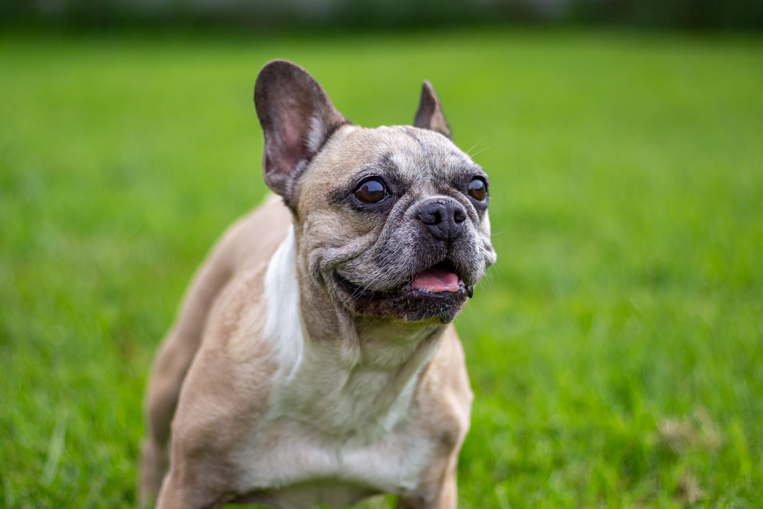 Собачья жизнь — Зоогостиница «Счастливые мечтатели». Фотограф • Орехово-Зуево • Балашиха • TEFO