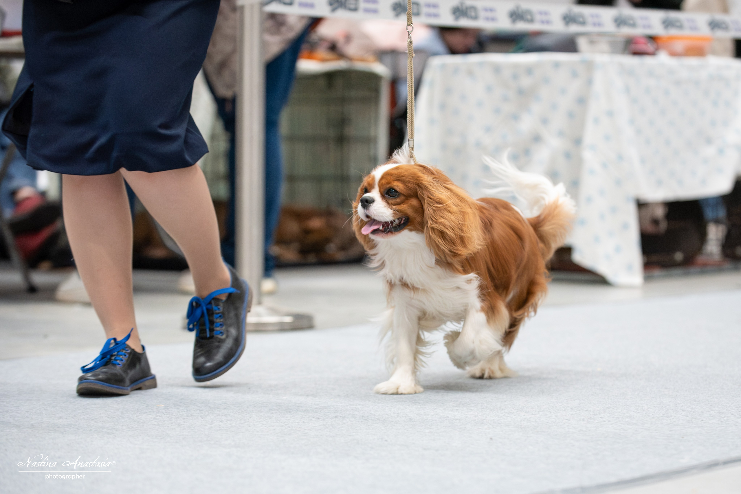 Выставки. Фотограф — Анималист