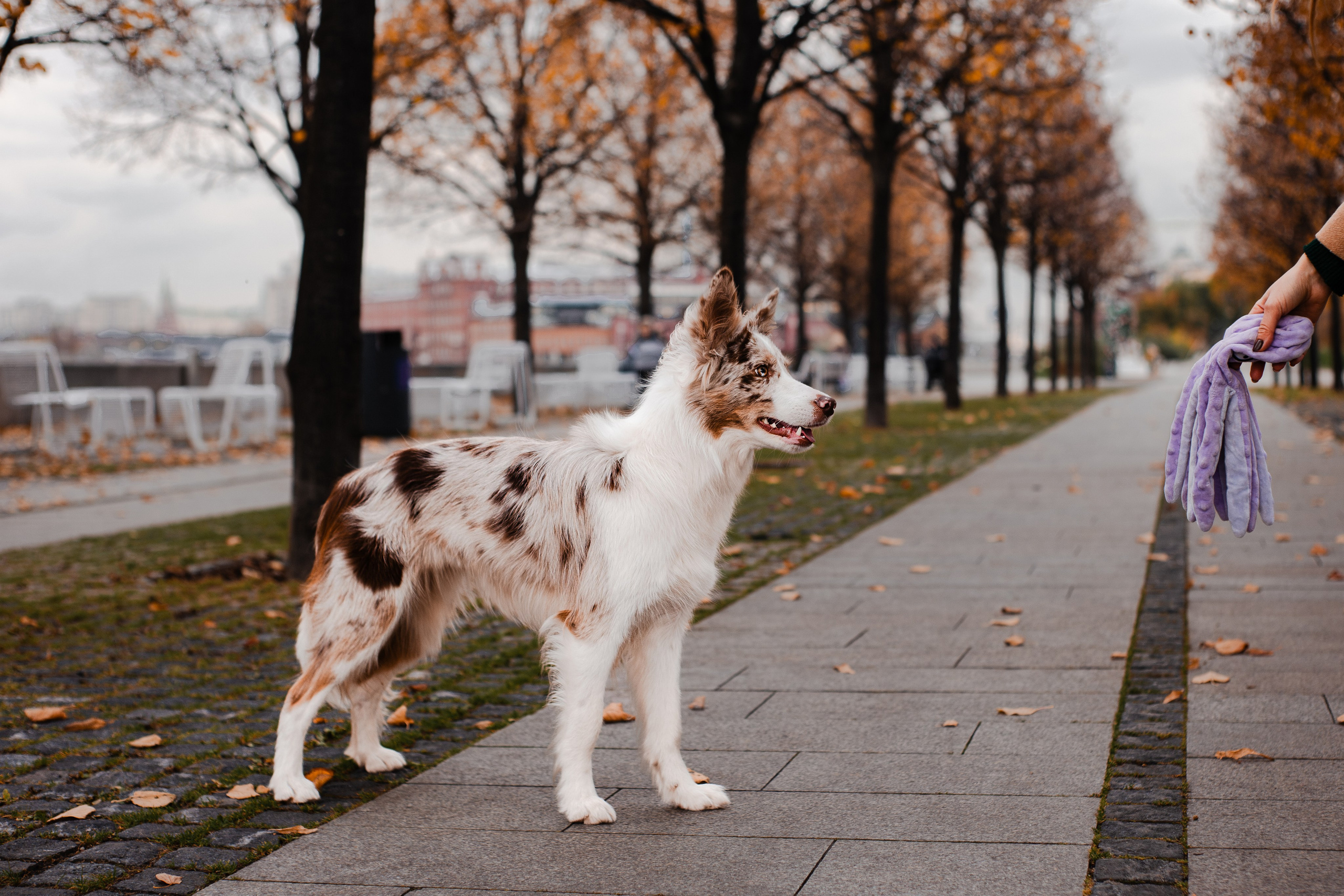 Мария и Утопия. Фотограф-анималист Мария Баркевич | Москва