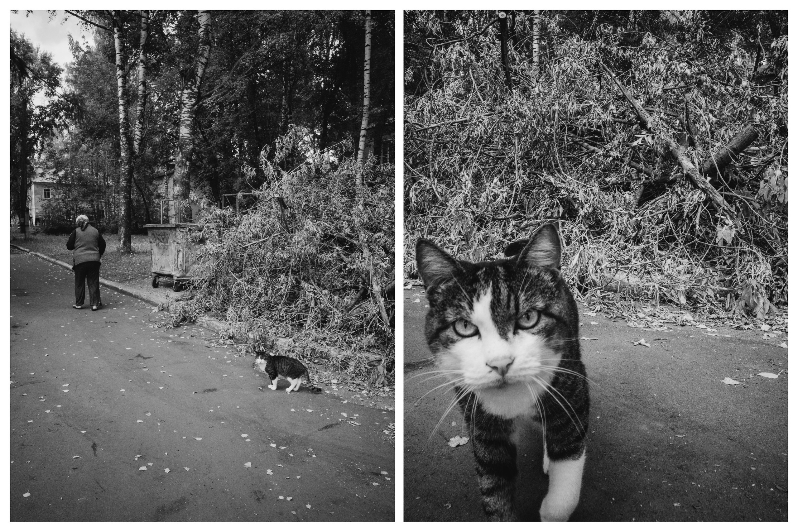 Кошки. Фотограф Александр Тихонов