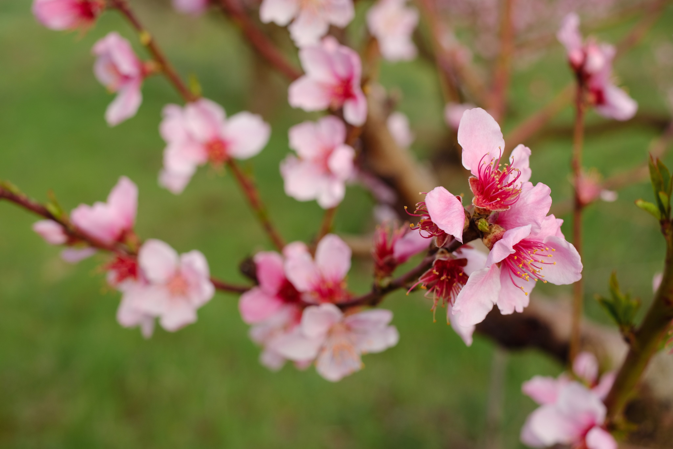 Фото в цветущих персиковых садах. Профессиональная фотосъемка в Крыму. Натуральные эмоции и живые кадры. Забронируйте дату прямо сейчас!
