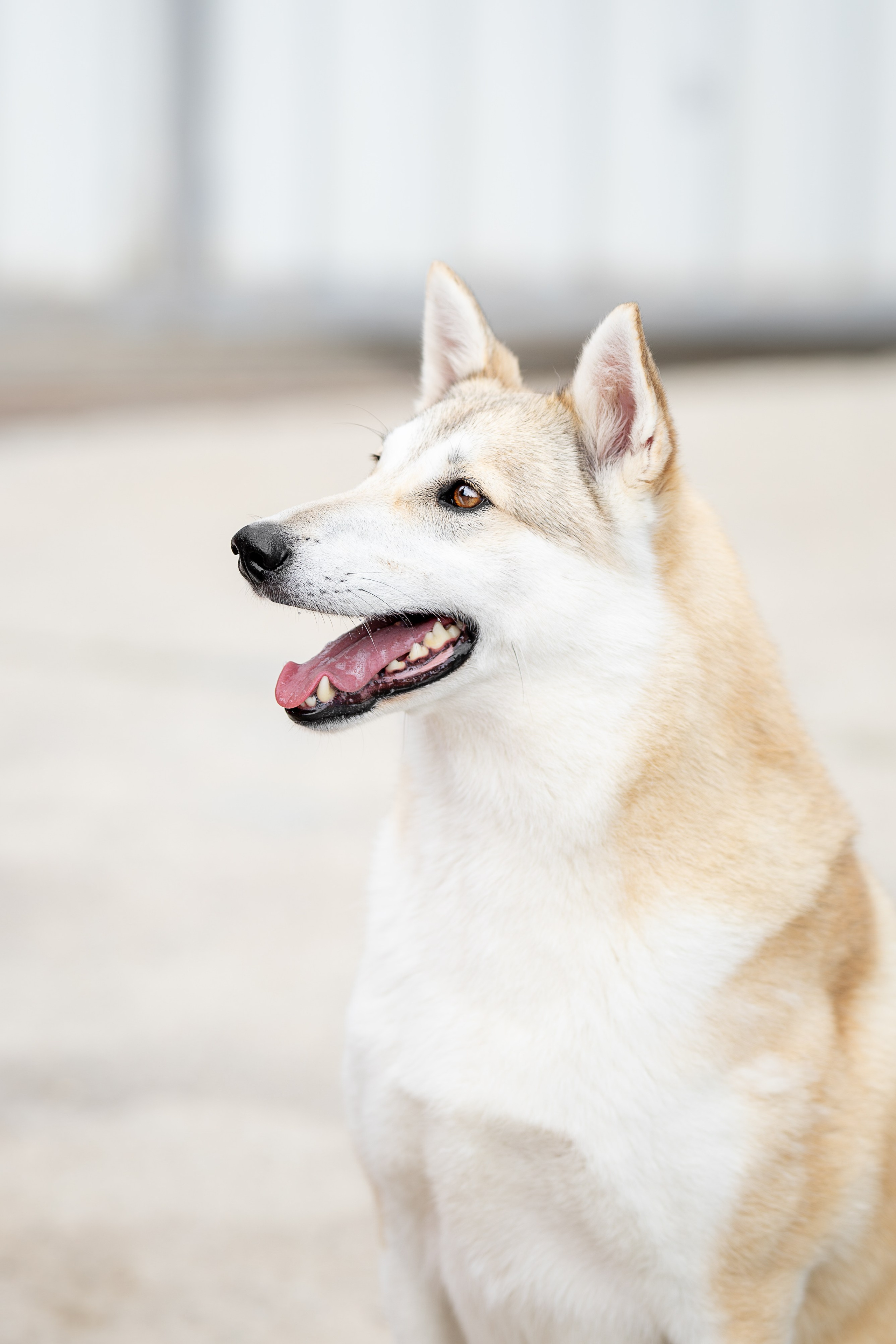 Мини-приют «Возрождение». Ирина Голомб|Фотограф-анималист в  Сочи и Калининграде