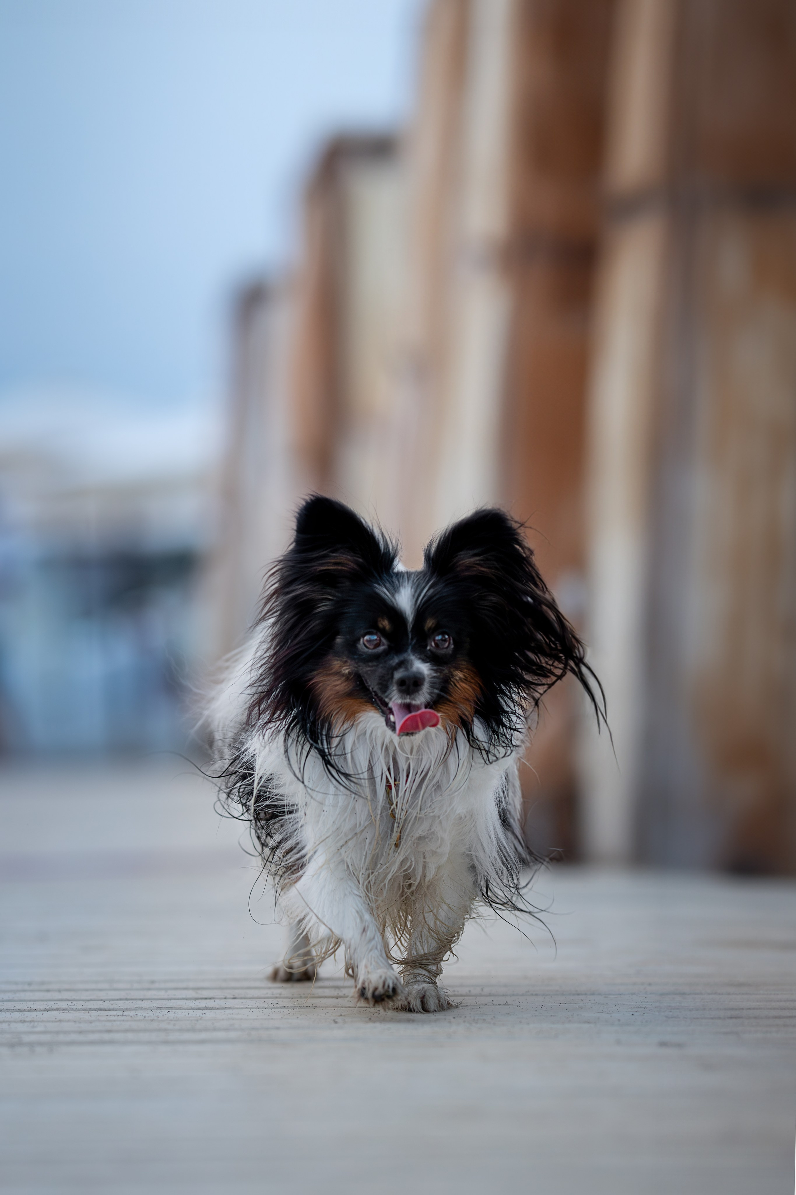 Бэйли, Папийон. Ирина Голомб|Фотограф-анималист в  Сочи и Калининграде
