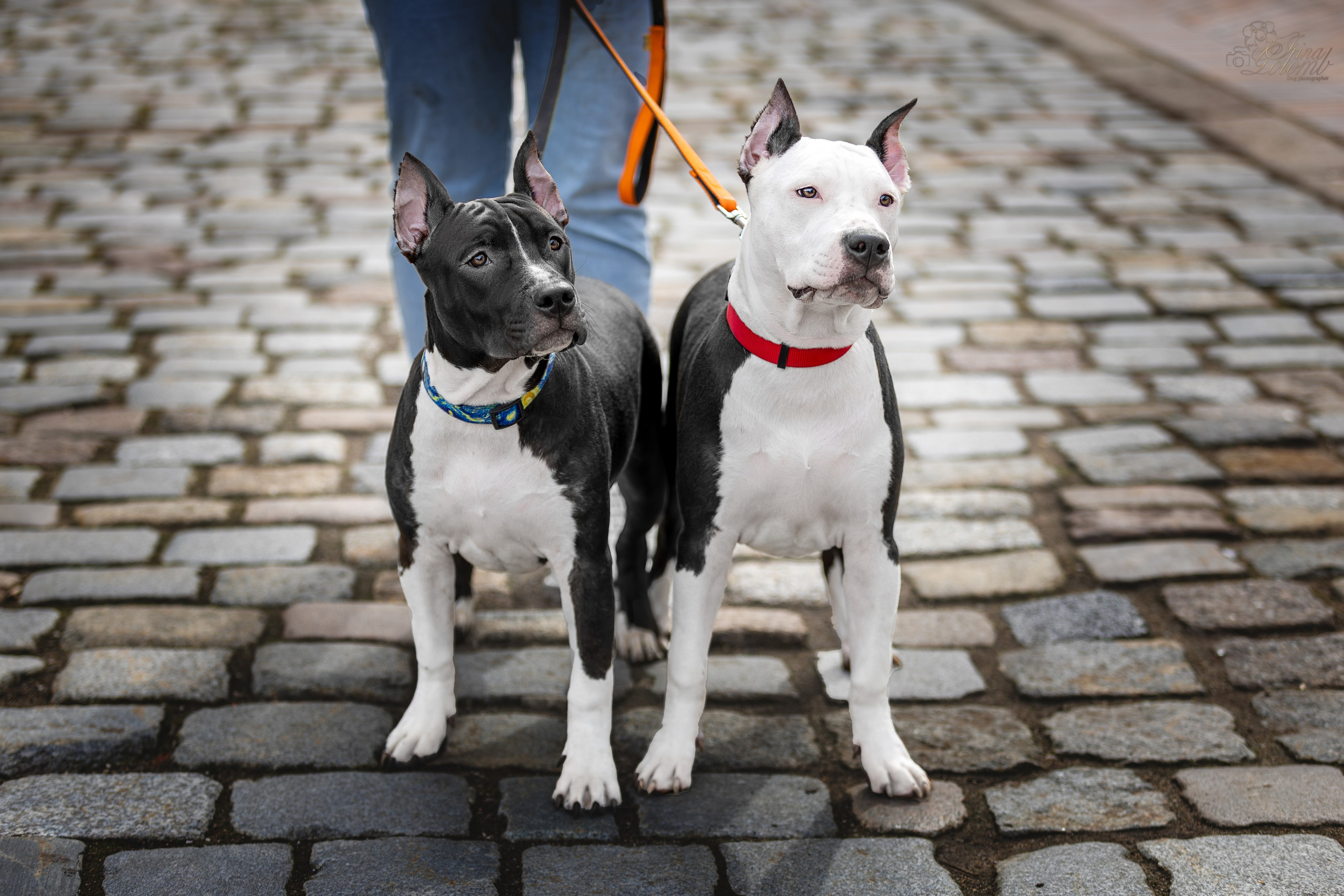 Афина и Мора, Стаффорды. Ирина Голомб|Фотограф-анималист в  Сочи и Калининграде