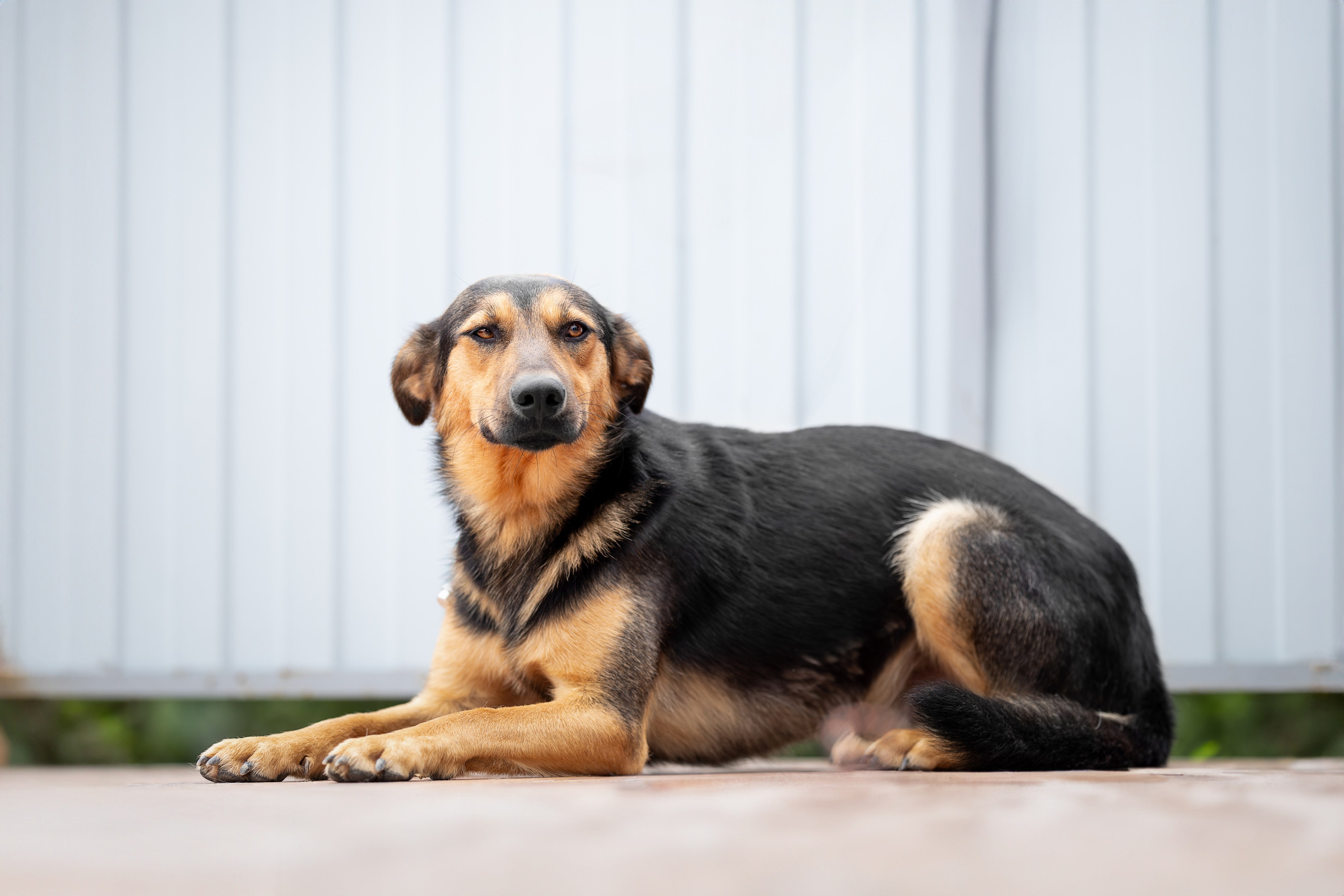 Мини-приют «Возрождение». Ирина Голомб|Фотограф-анималист в  Сочи и Калининграде