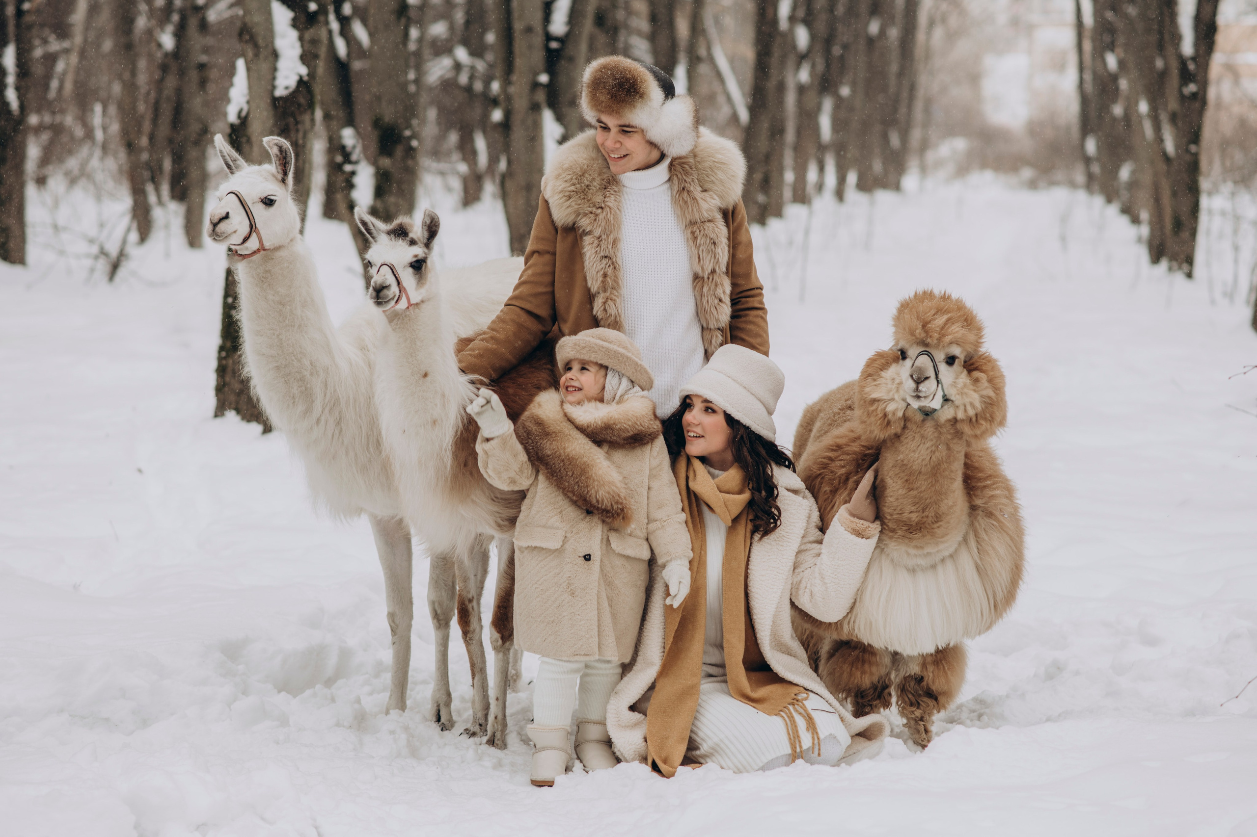 Зимняя фотосессия с Альпаками. Свадебный фотограф в Дмитрове