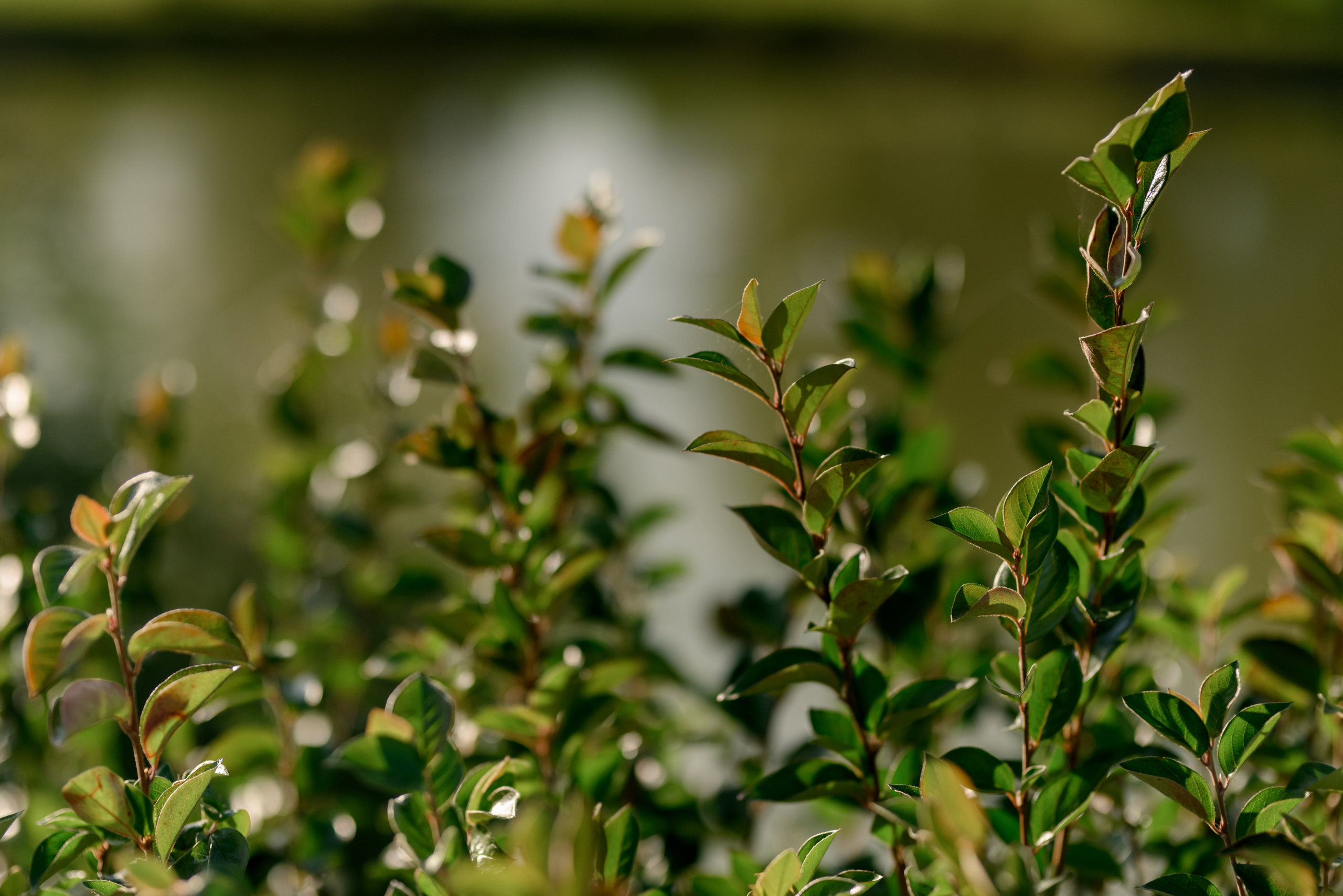 Александр и Арина. Фотограф Анна Абрикосова