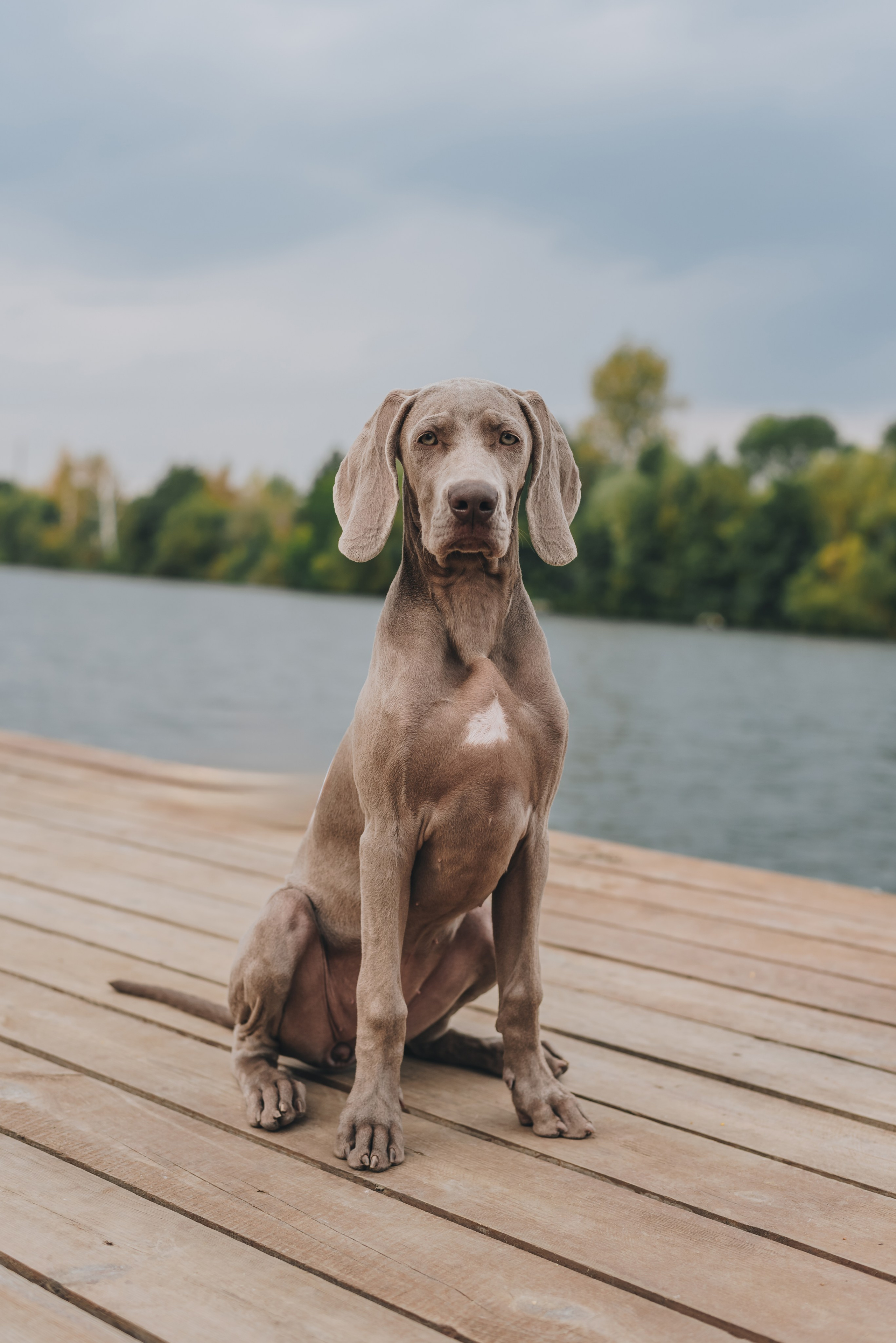 Weimaraner. Natalia Finch Photography — Family, Kids & Pet Photographer in Chicago, IL
