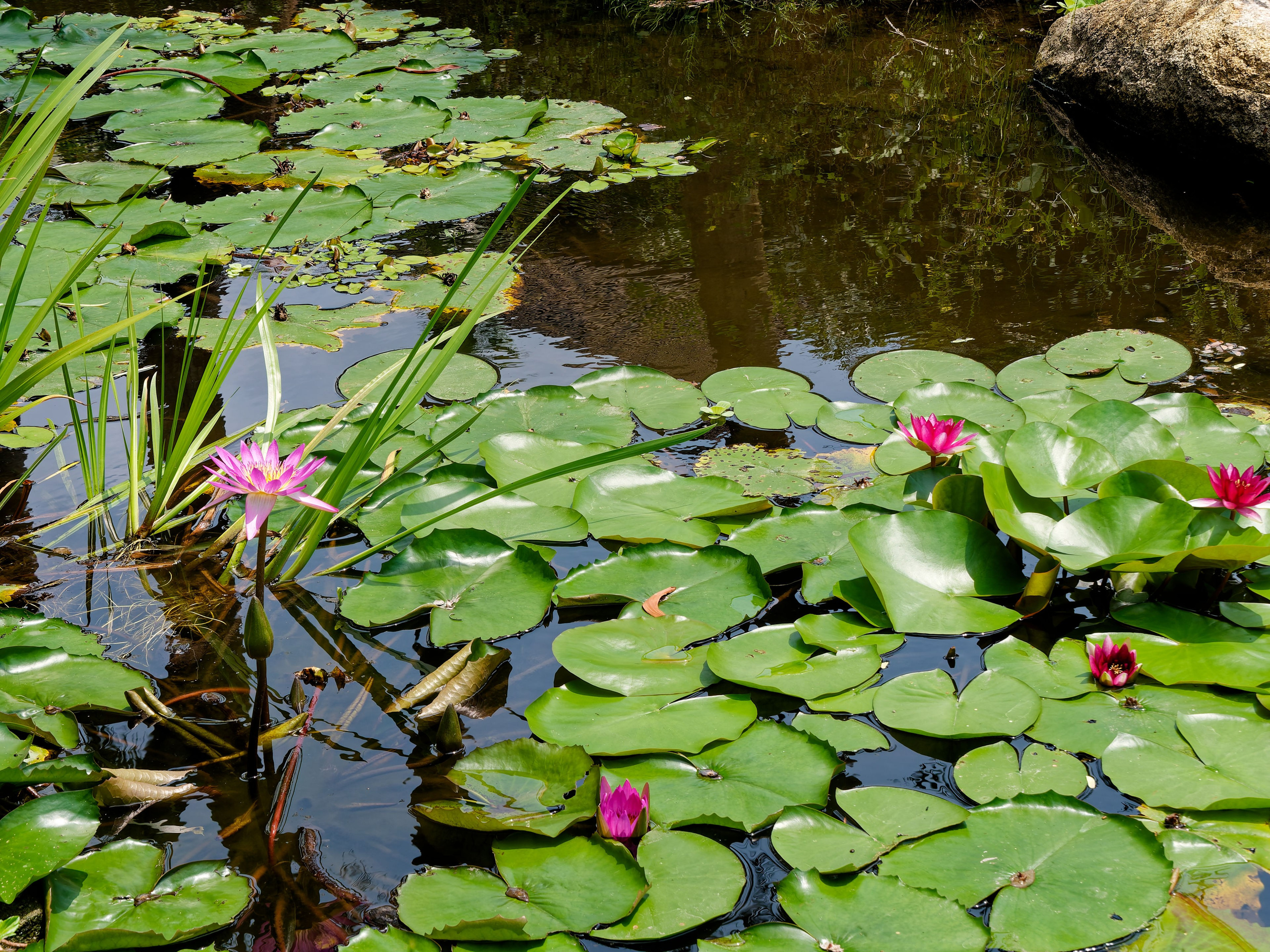 Хайнань 2026, Золотые рыбки в реке отеля. Фотопрогулки по Миру