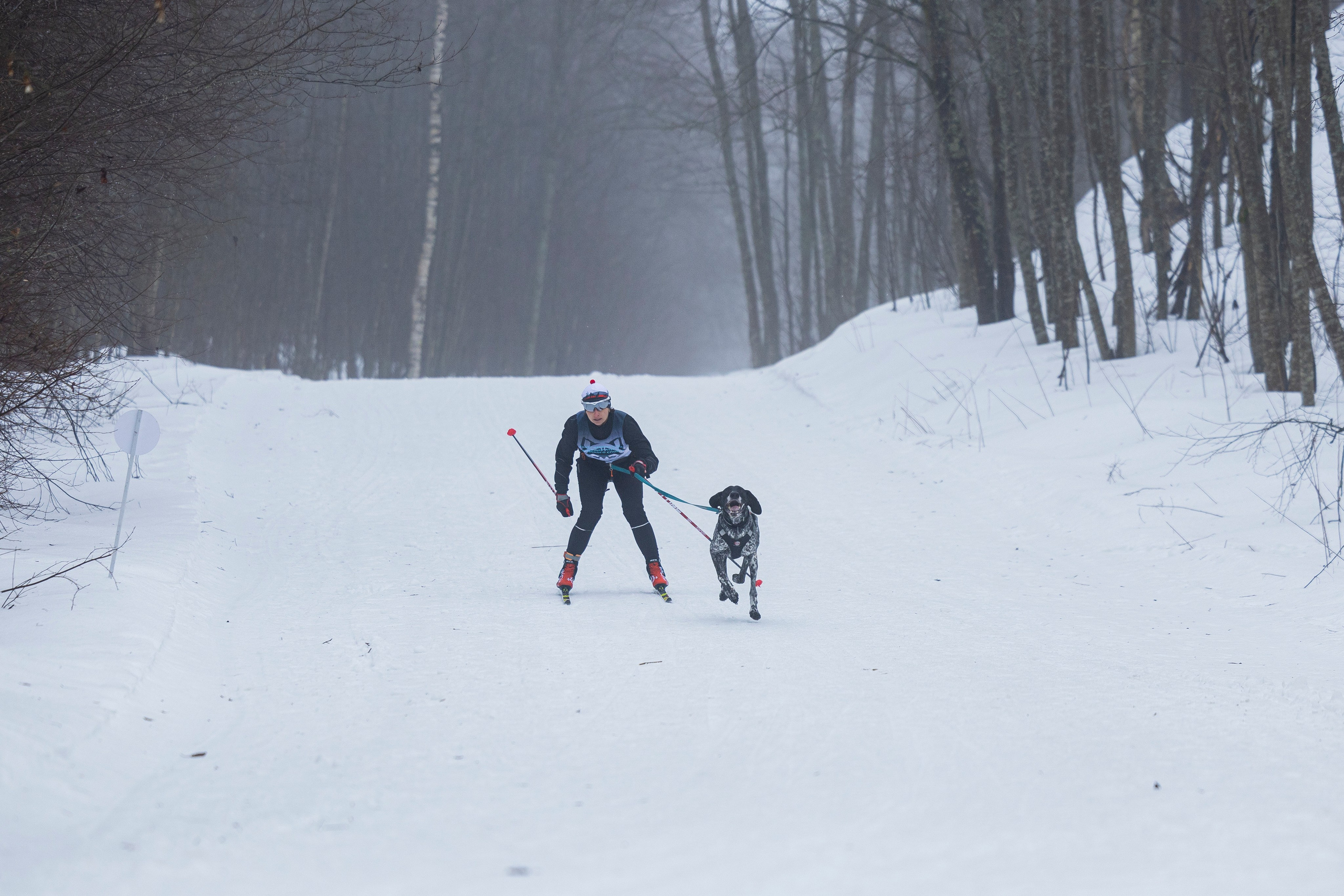Зимний Чемпионат Санкт-Петербурга по ездовому спорту. Фотограф-анималист Анна Маринич