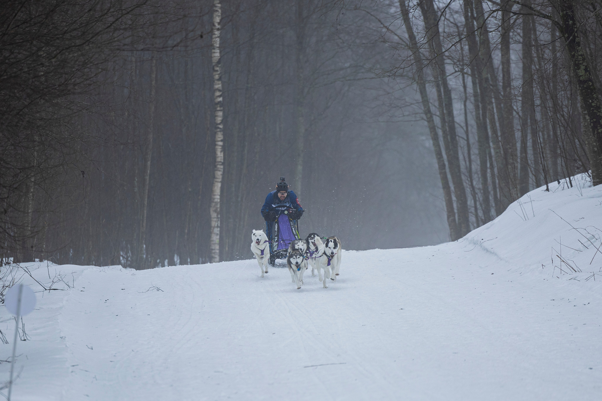 Зимний Чемпионат Санкт-Петербурга по ездовому спорту. Фотограф-анималист Анна Маринич
