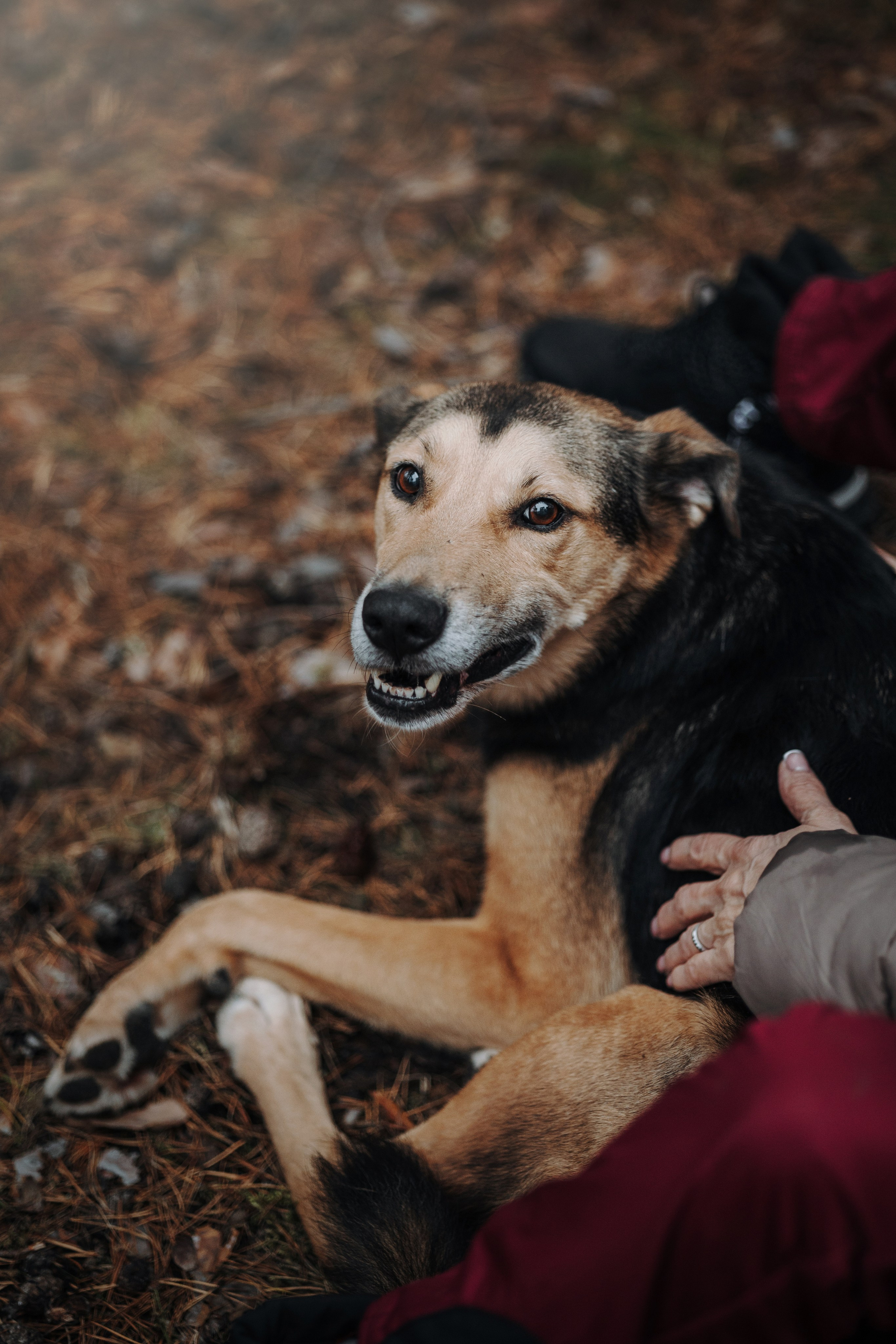 Наталья и Того. Фотограф — Анималист | Санкт-Петербург
