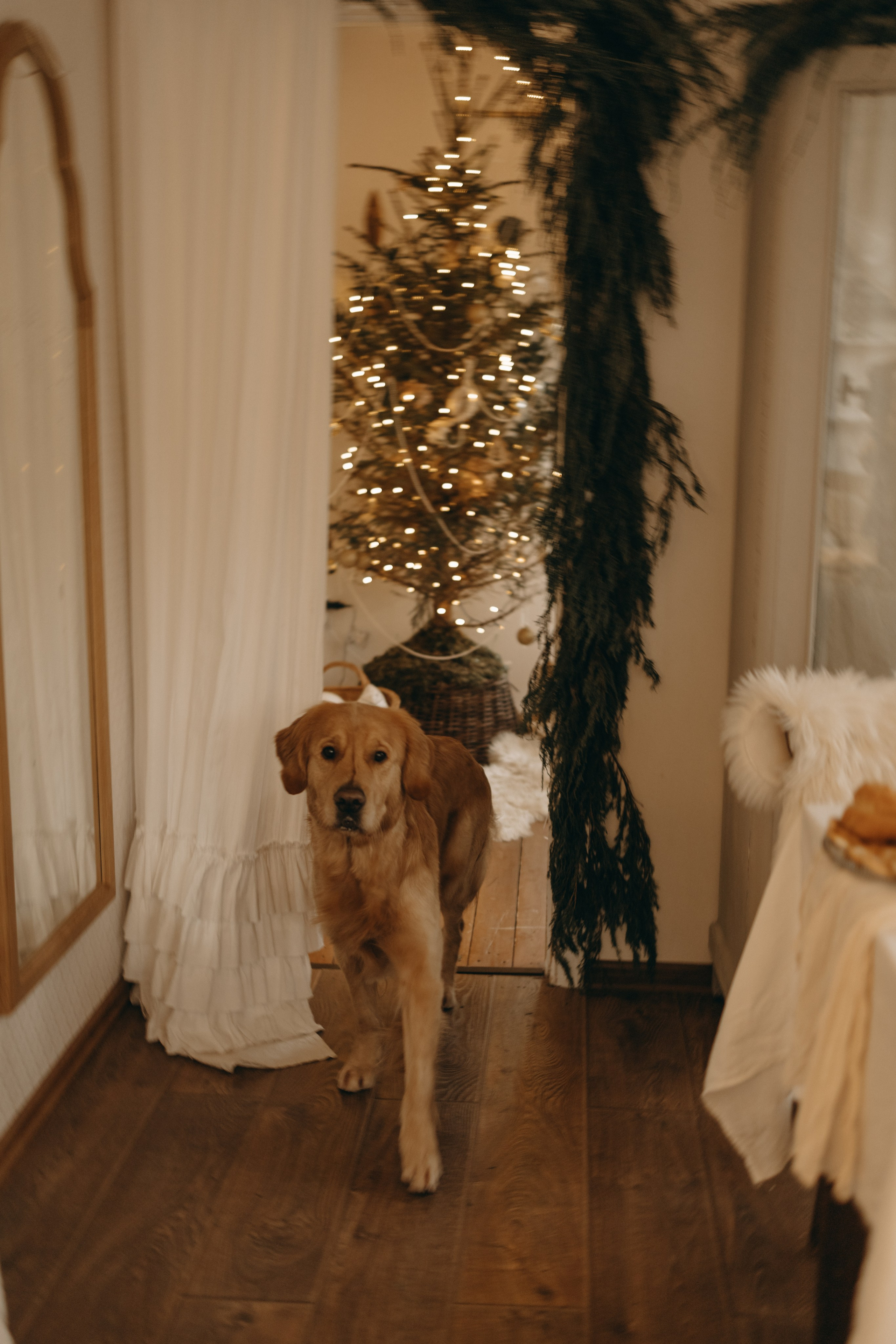 Вегас, Веник и их семья. Фотограф — Анималист | Санкт-Петербург