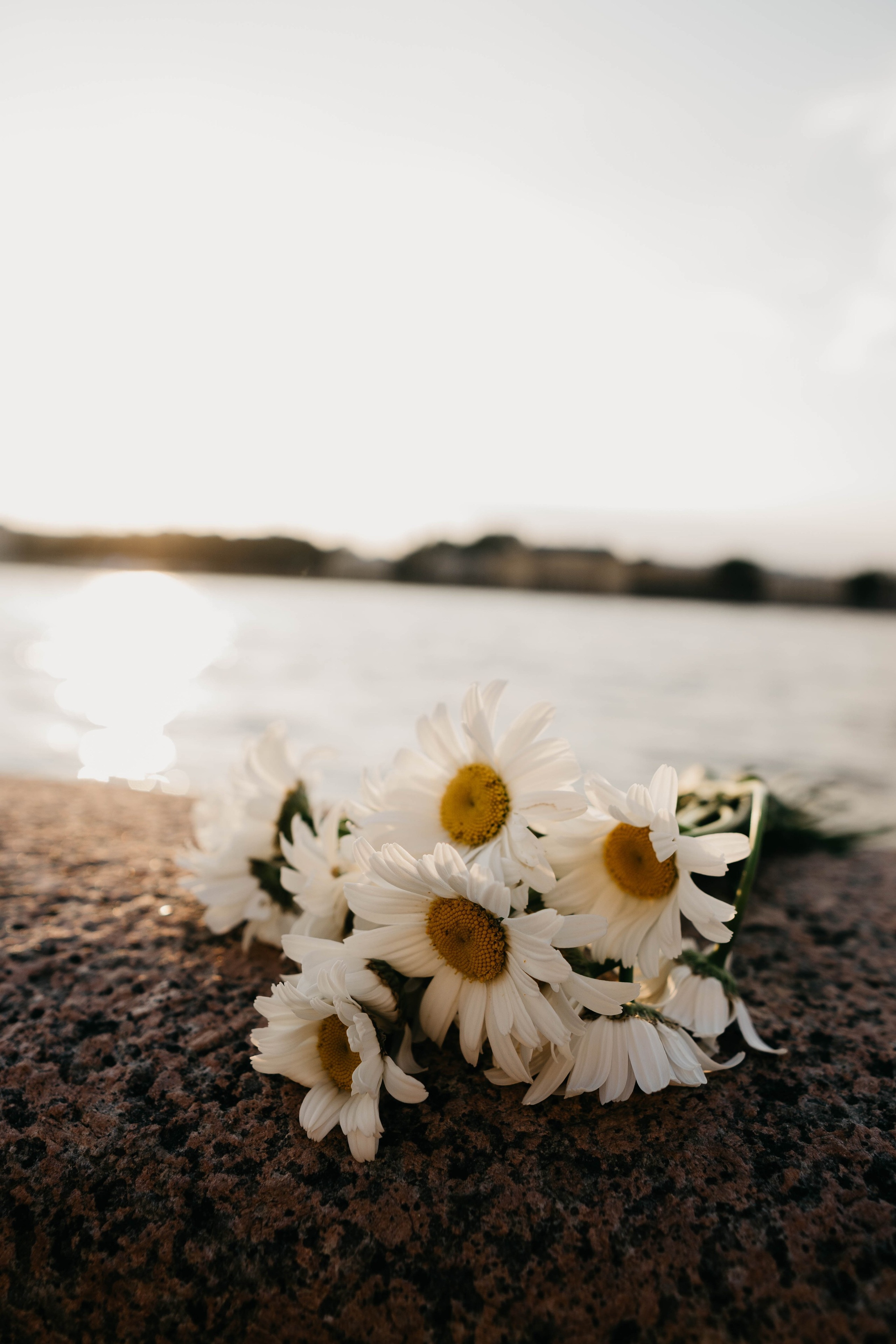 Виктория, ромашки и летний закат. Фотограф в Санкт-Петербурге Головина Анастасия