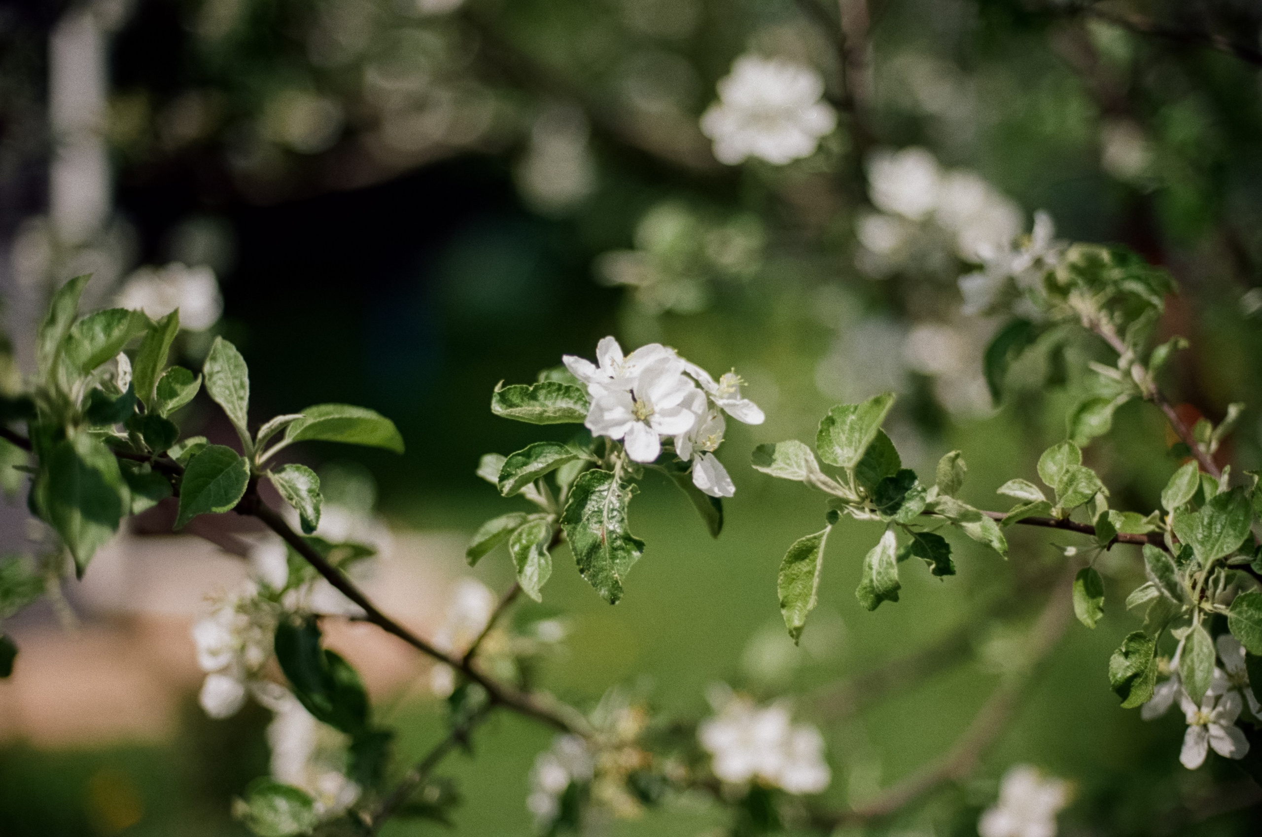 Nikon F100 — Micro-Nikkor-P.C Auto 55 mm f3.5 | май 2025 года | Давыдовское