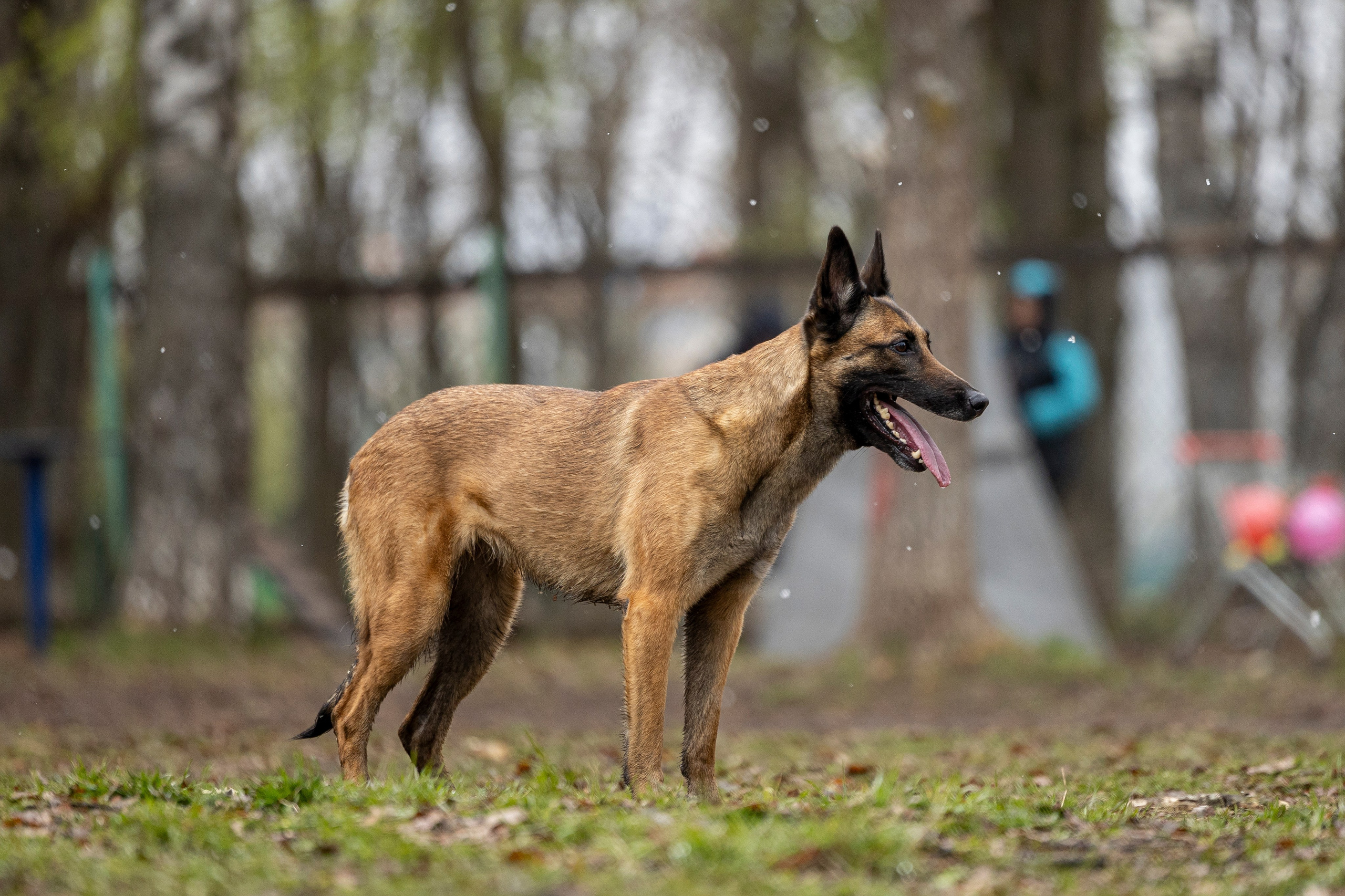 Квалификационные состязания по мондьорингу г. Вологда 11.05.24. Фотограф-анималист Анна Маринич