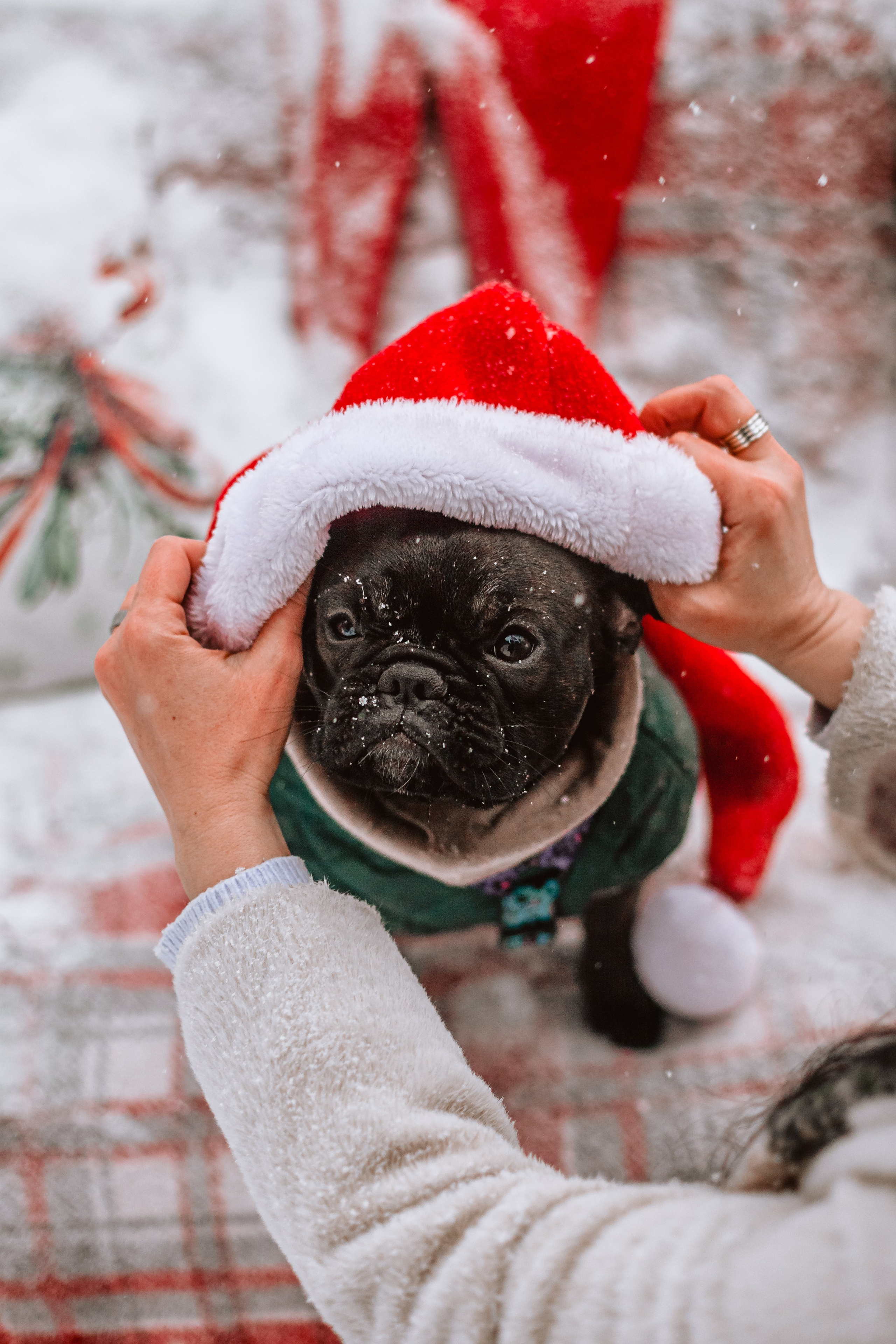 Кантри Хаус. Фотограф-анималист Татьяна Степанова