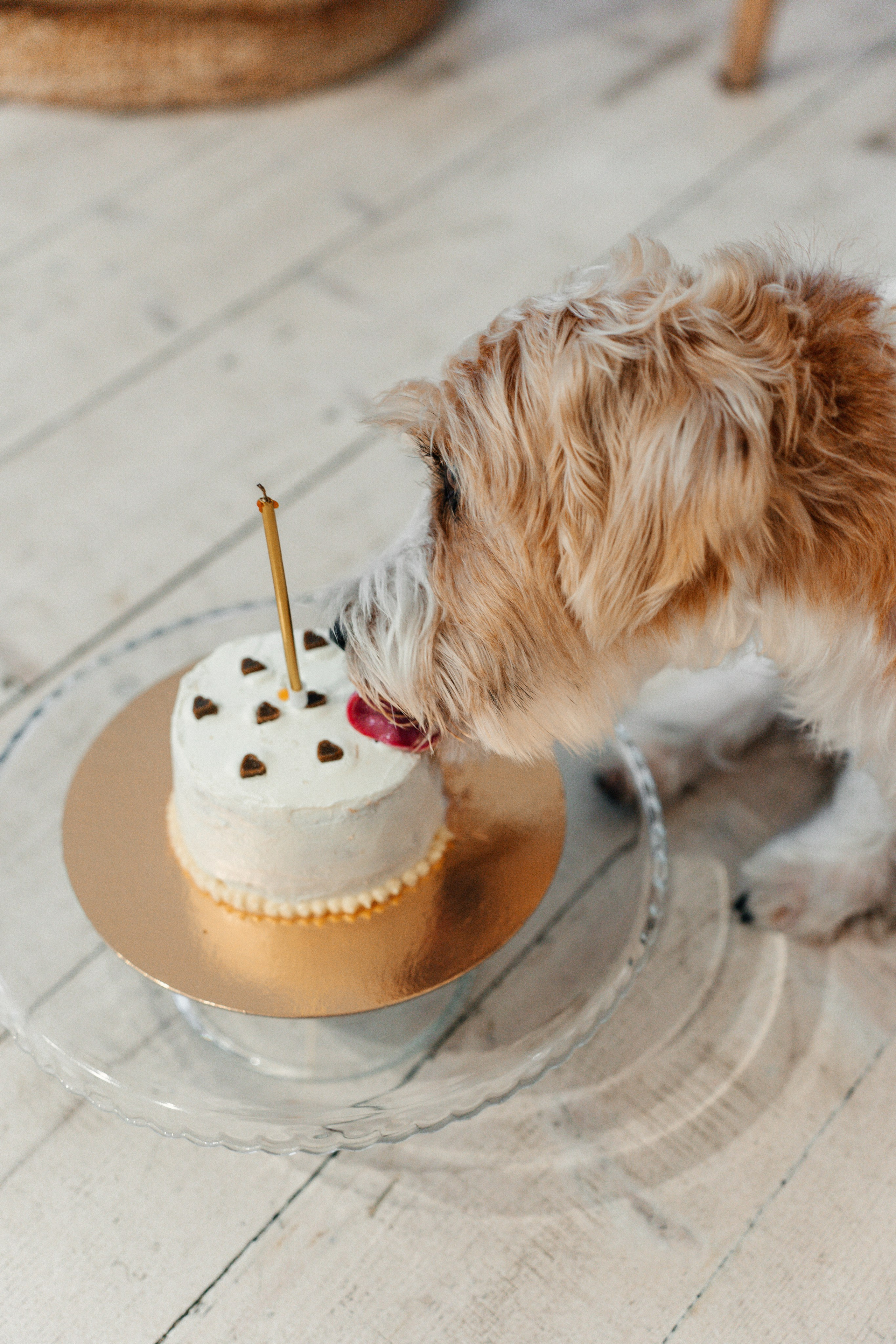 Красота хвостатых глазами хозяйки. Ваш семейный фотограф в Минске — Вика Трегубова