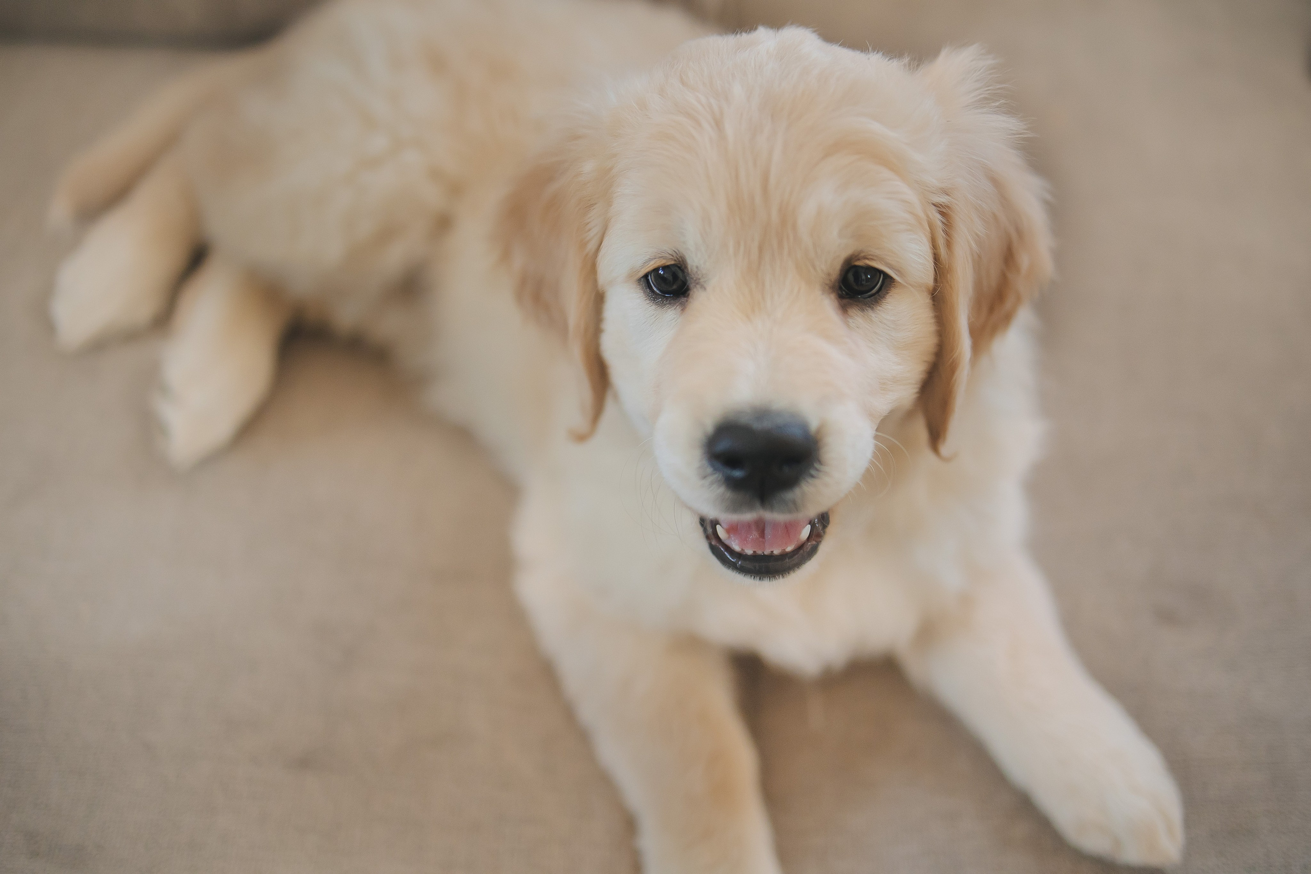 Снежик и Веста, НГ. Свадебный и женский фотограф