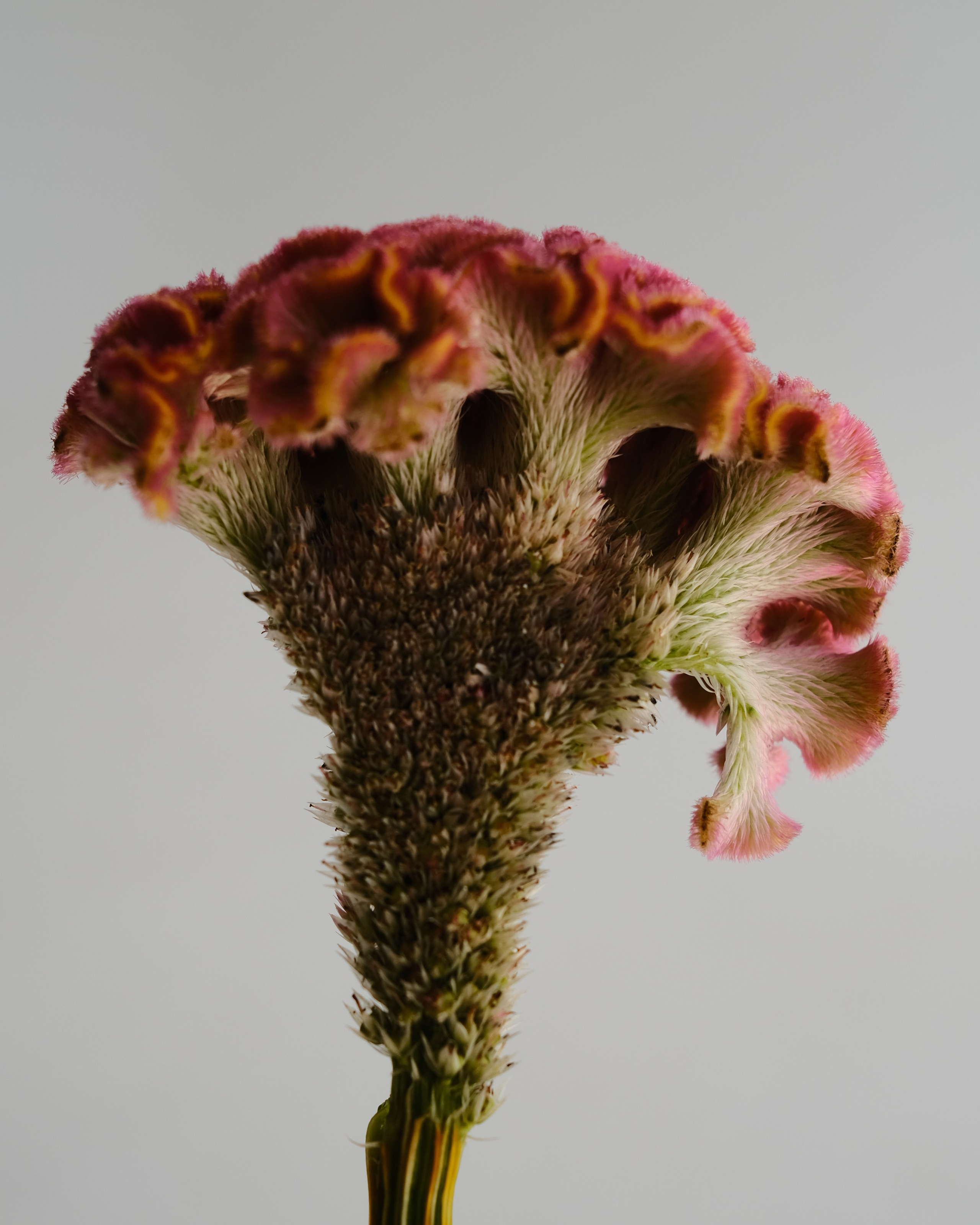 Творчество. Портретный и репортажный фотограф в Санкт-Петербурге Дарья Сибирякова