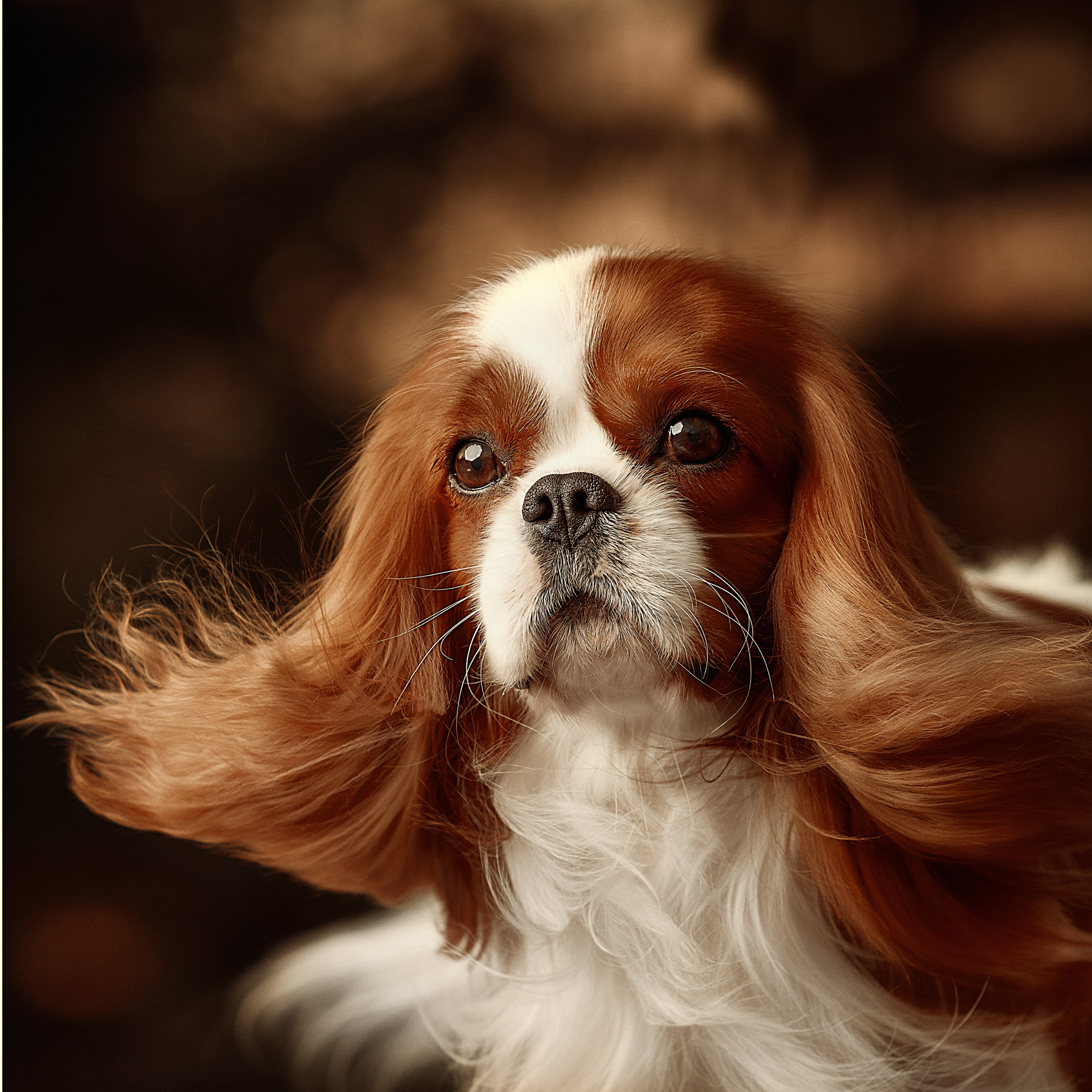 Портфолио. Студия груминга Валерии Кравец