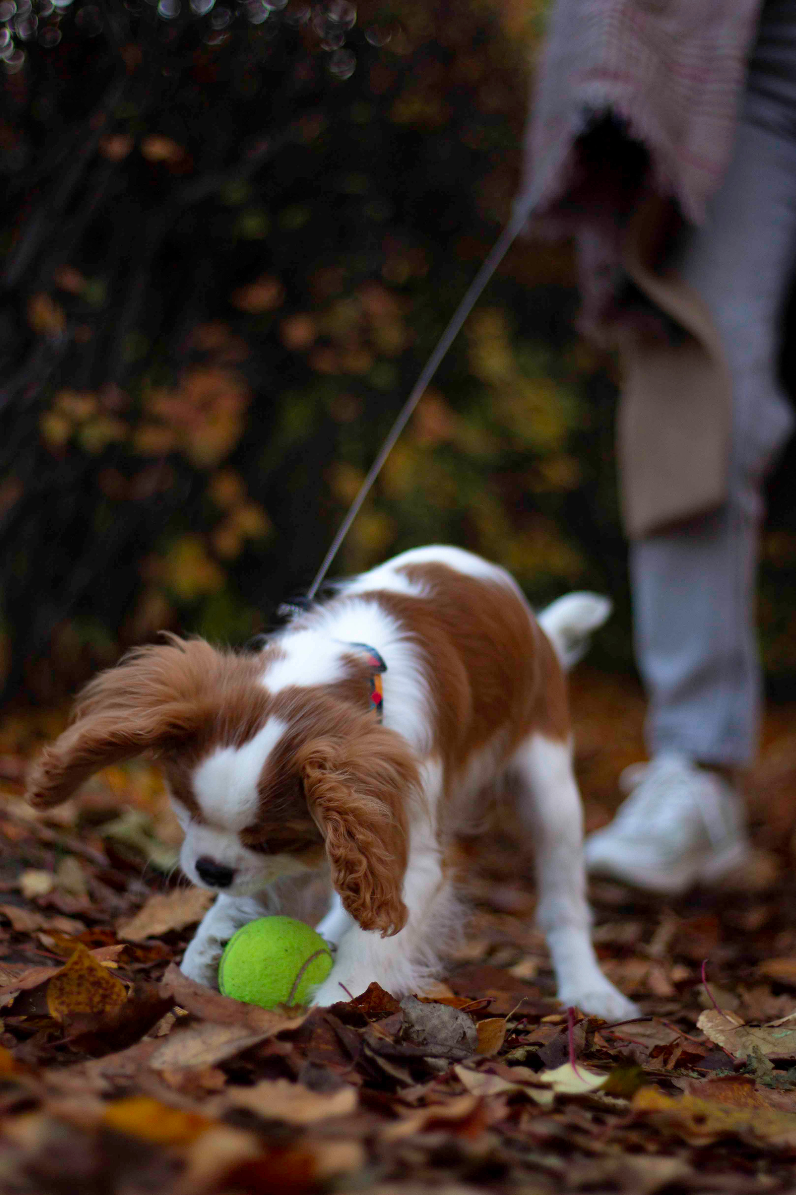 Ирина и Дрейк. Креативный фотограф Екатеринбург Тюленева Алина lovesroty, портрет идр