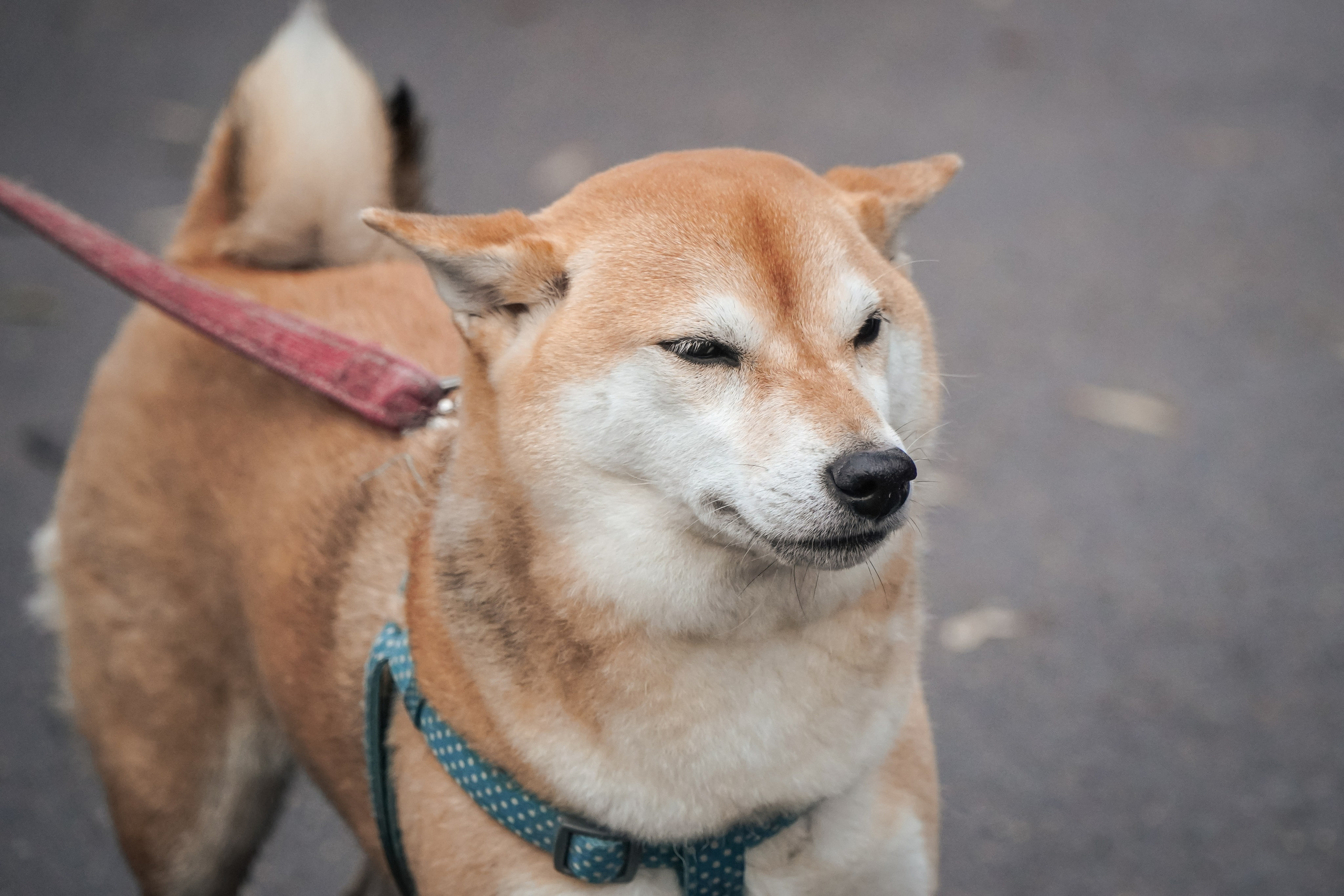 5 вёрст Реутов 16.11.2024. Роман Капилюшов. Бег. Фото. Видео. г. Люберцы
