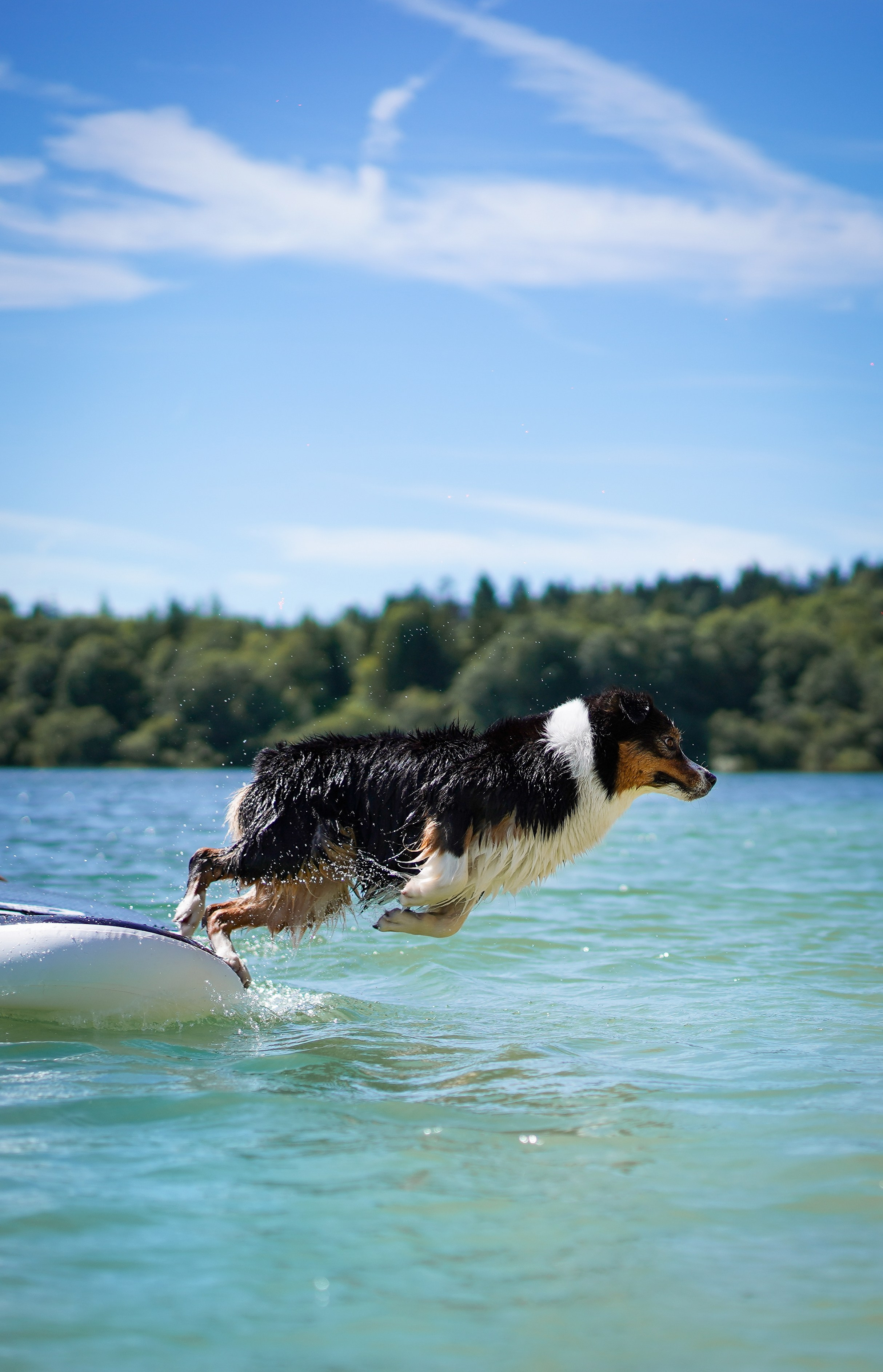 Аусси на карьерах. Фотограф-анималист в Санкт-Петербурге Яна Мартынова
