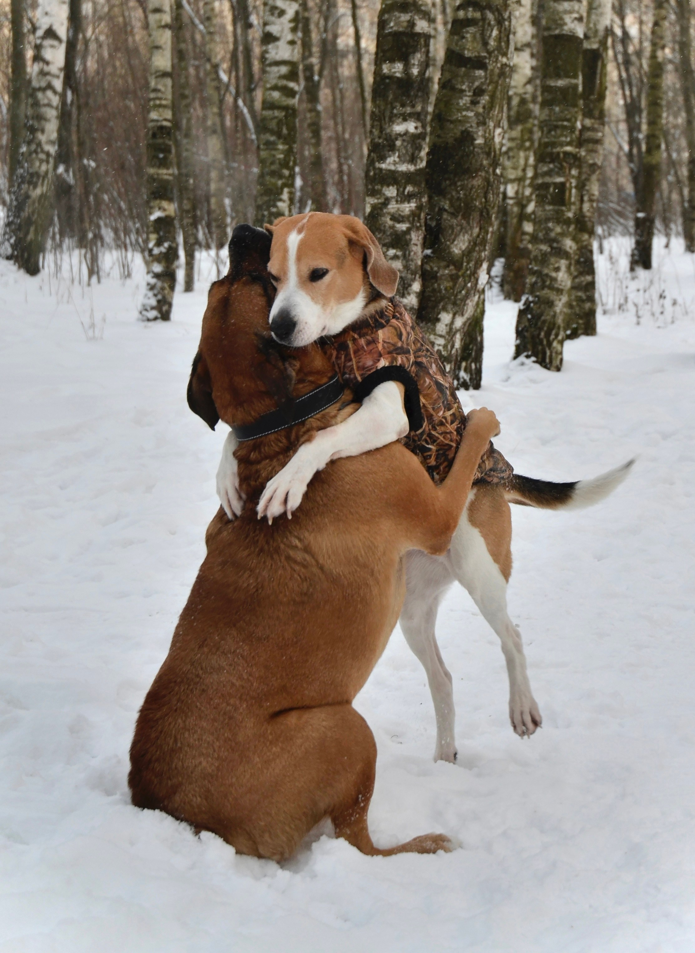Прогулки с питомцами и без. Фотограф анималист