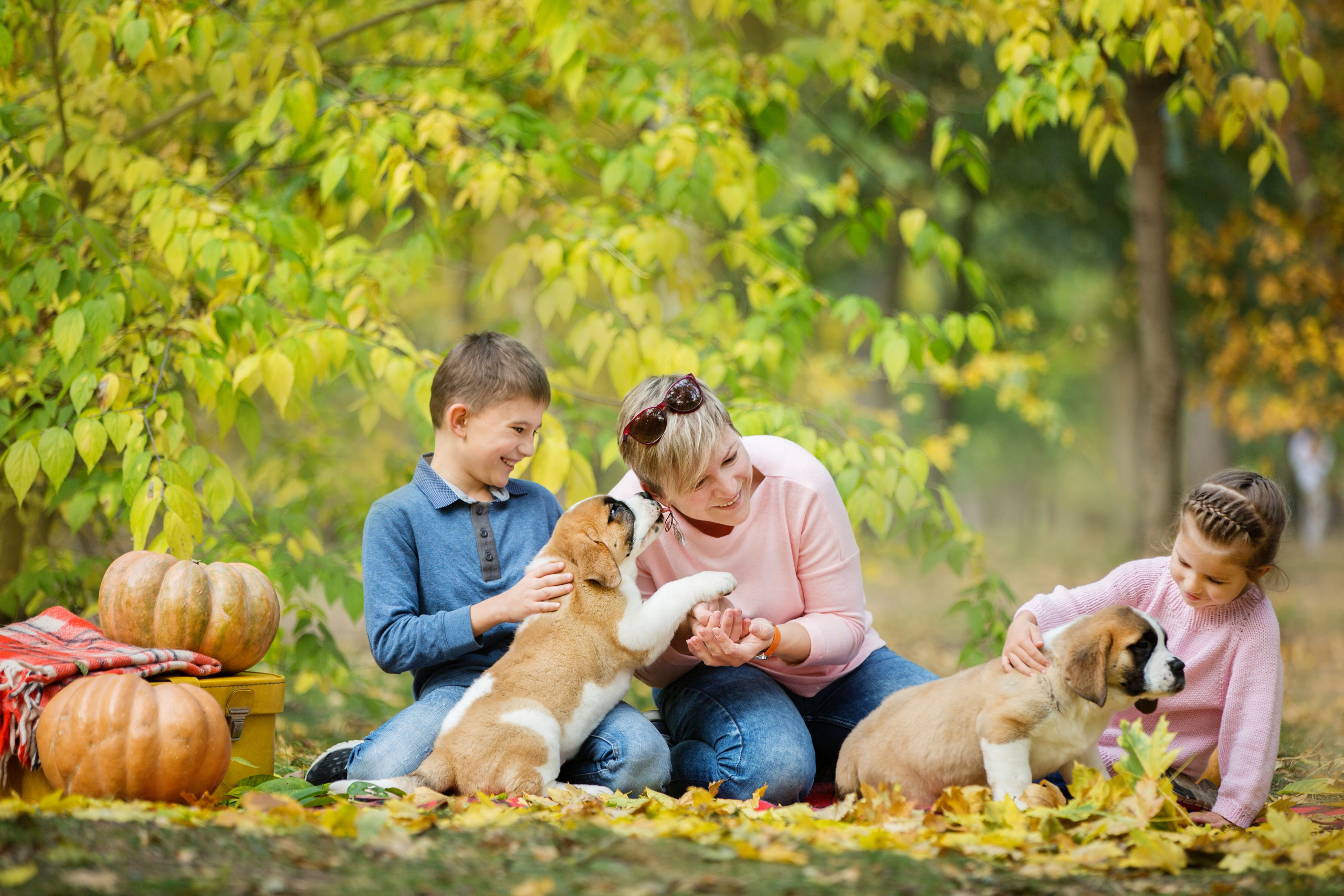 Щенки Сенбернары. Октябрь. Свадебный семейный и детский фотограф в Краснодаре Карина Федоровская