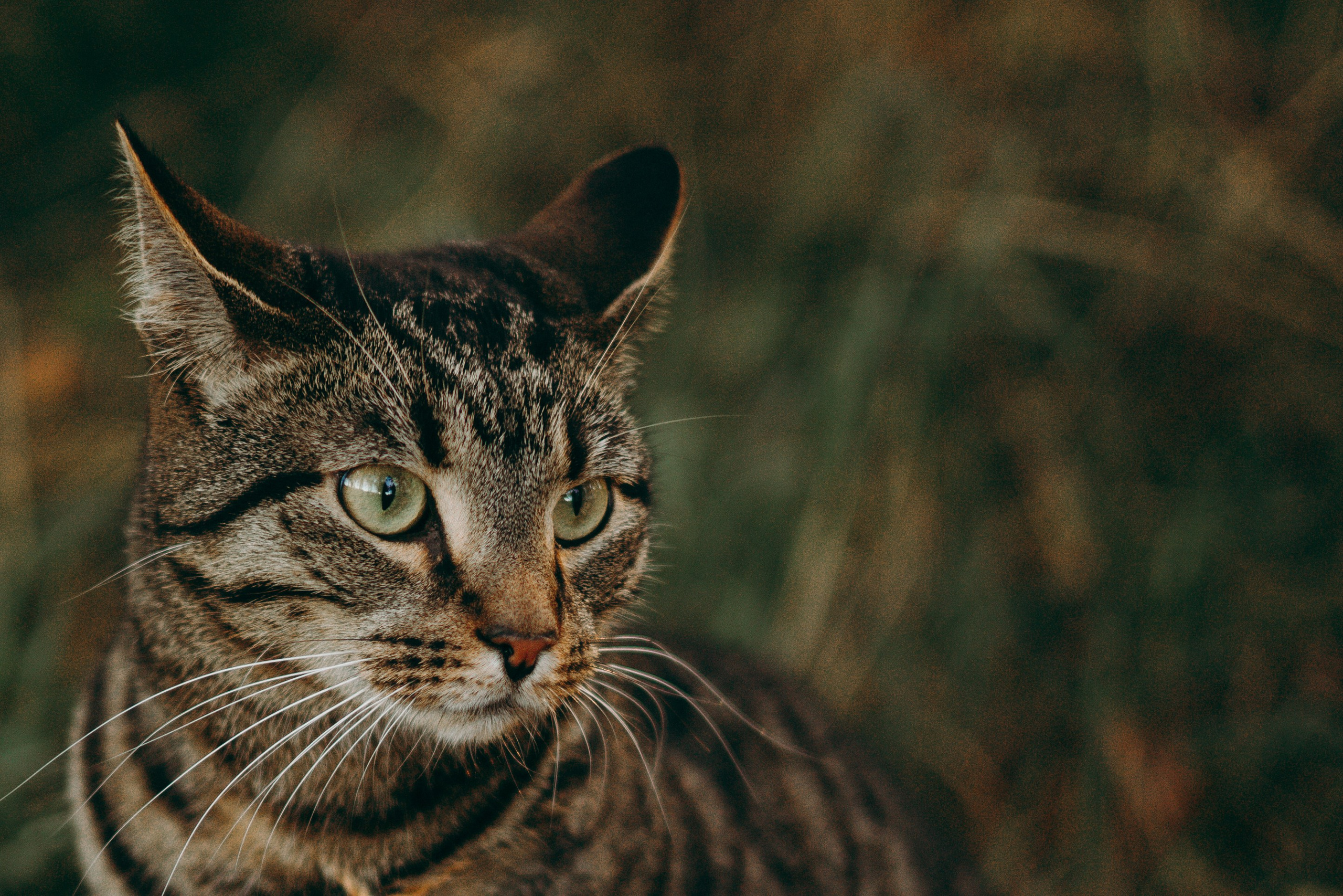 Настя & Айрис. Их глаза-как два огонька в ночи. Фотограф — анималист •love-story•|Санкт-Петербург