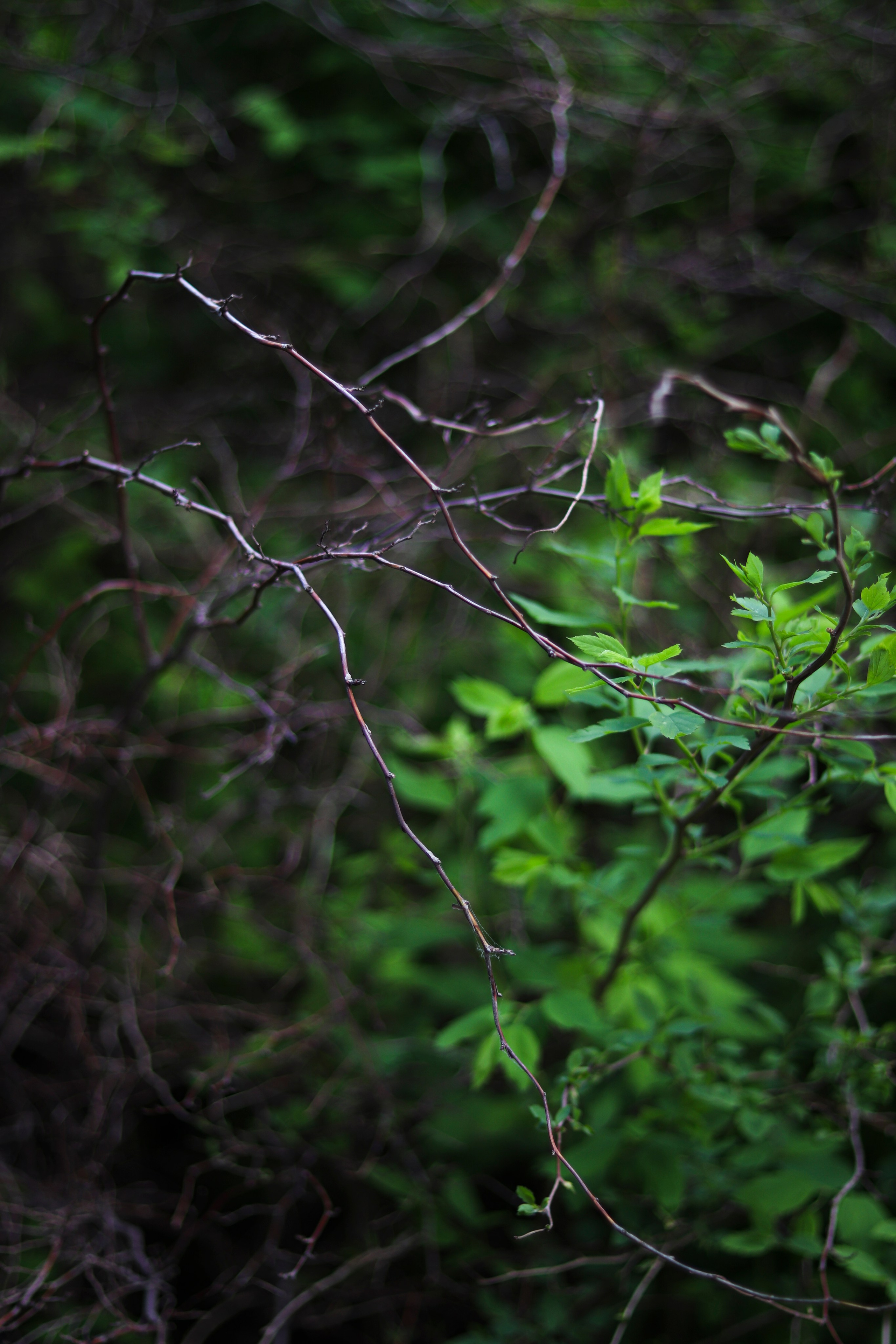 Настя. Ивентный фотограф в Санкт-Петербурге Олег Комков