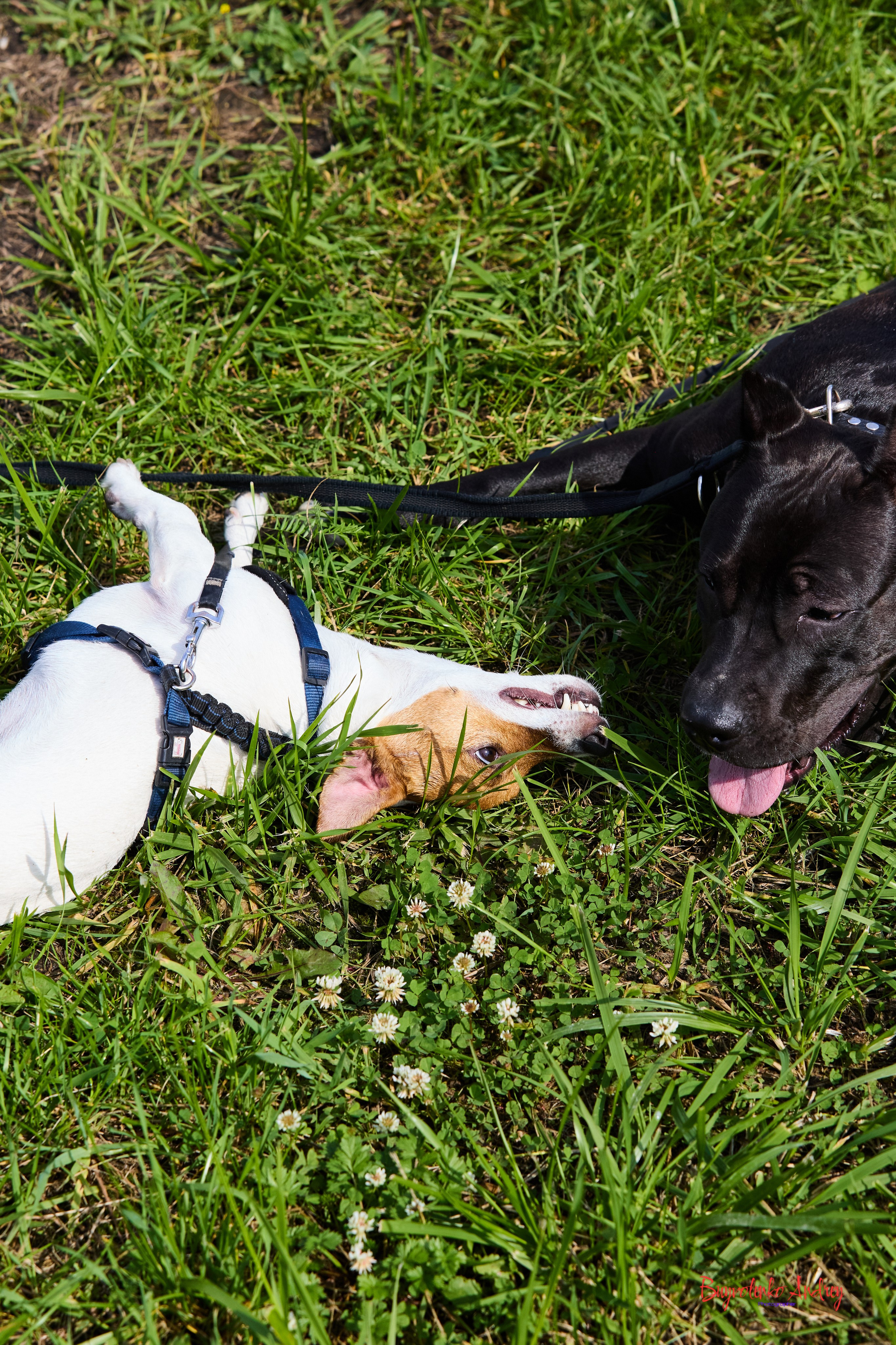 Проект фотопрогулка с хвостиком. Buyvolenko Andrey