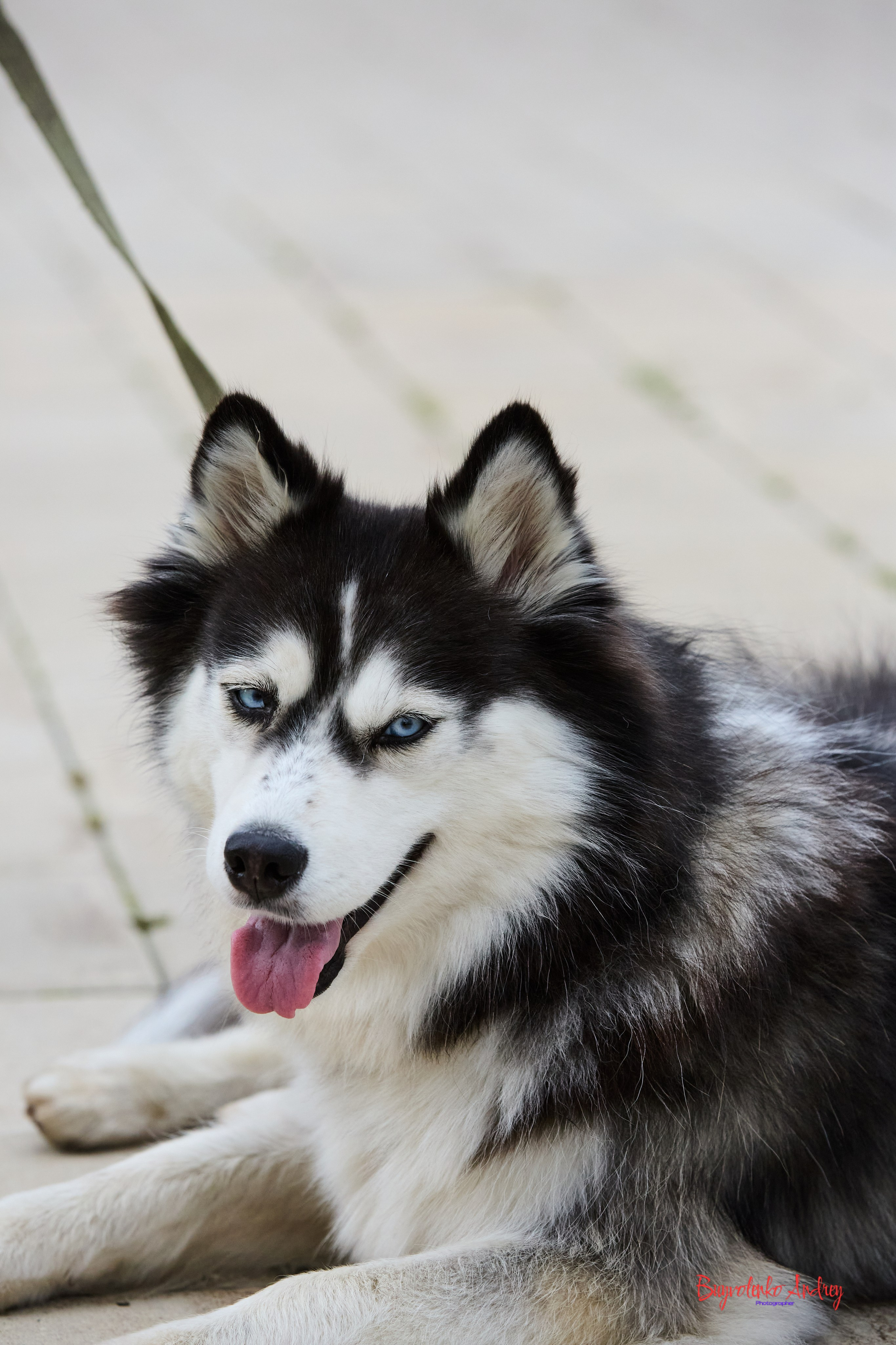 Проект фотопрогулка с хвостиком. Buyvolenko Andrey