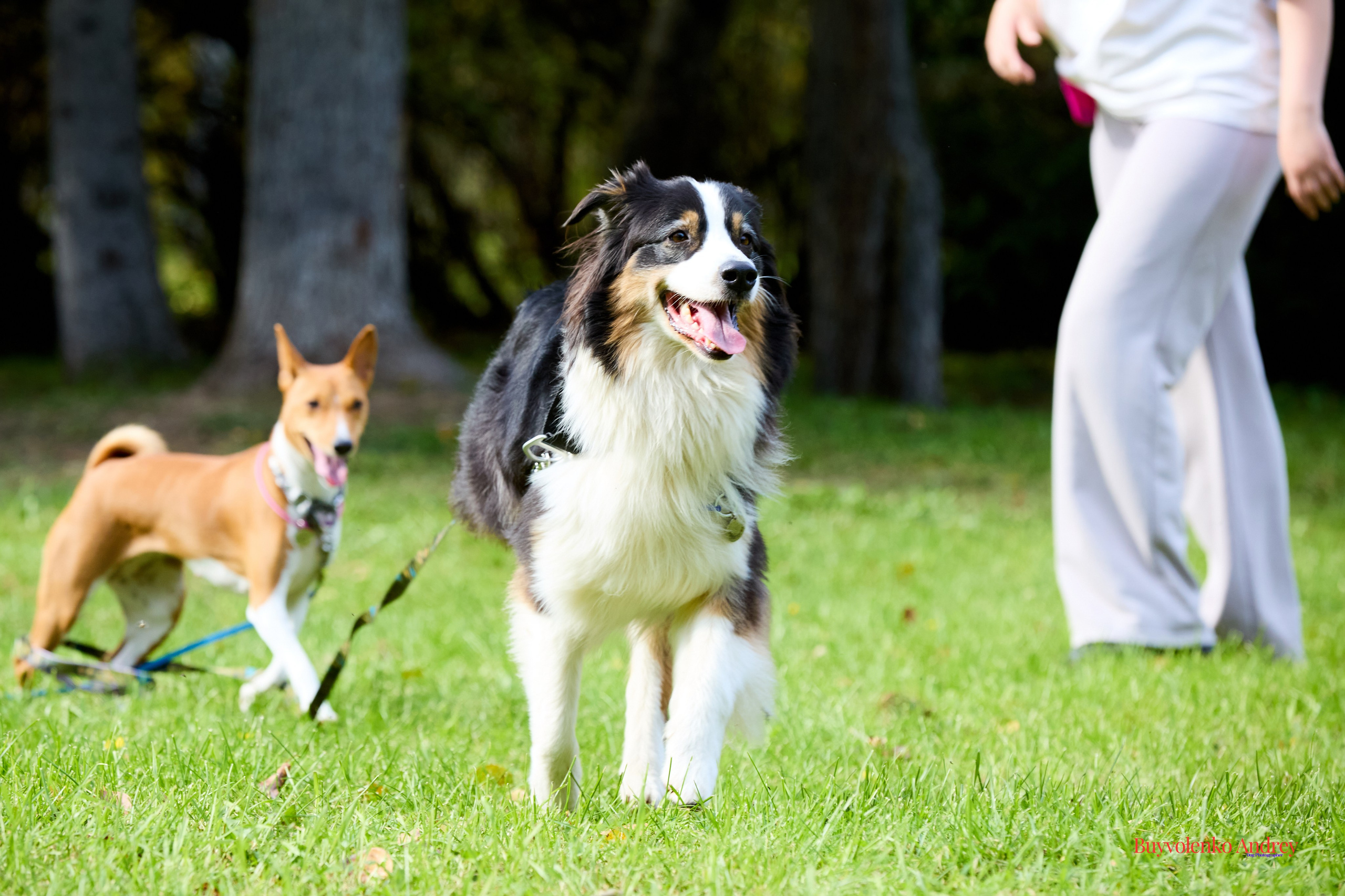 Басенджи и Аусси 21.09.2025. Buyvolenko Andrey