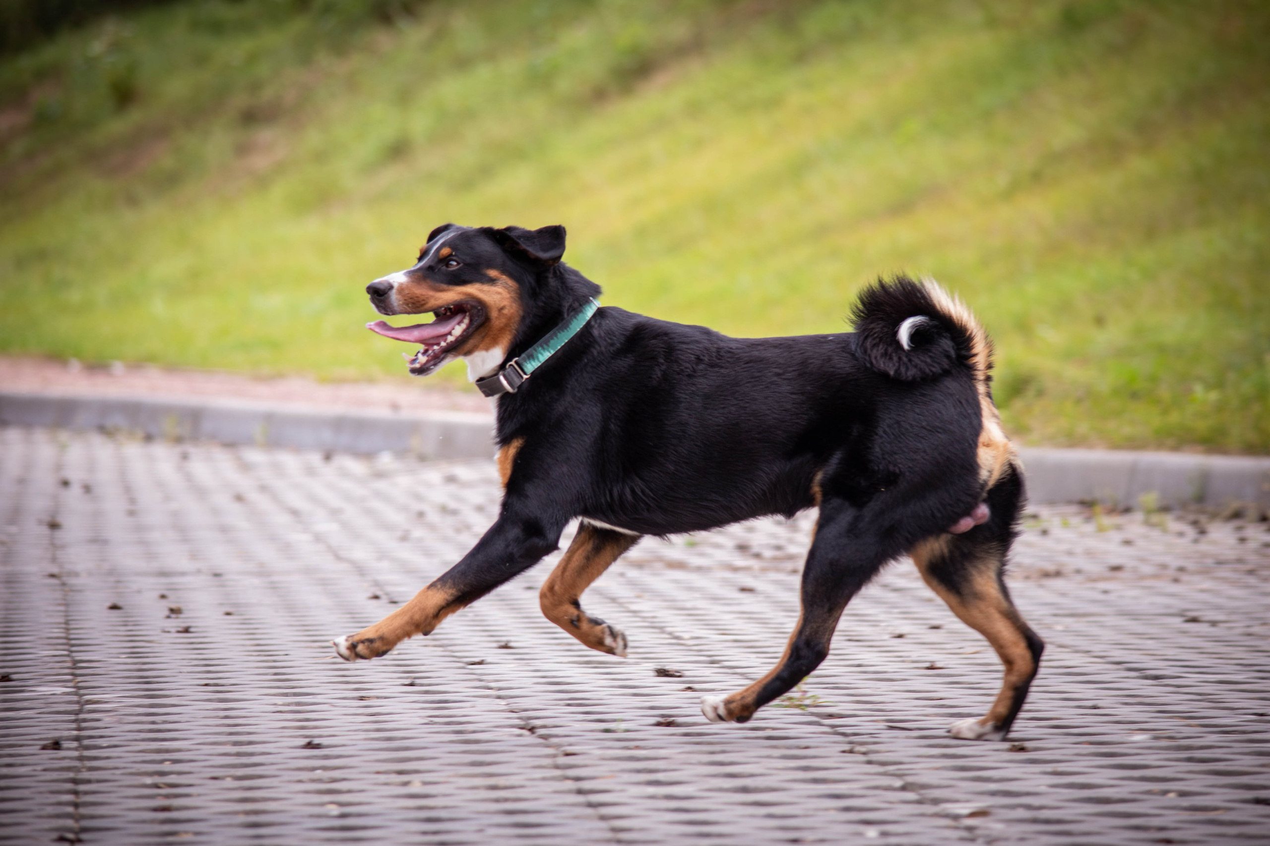 Микки и Юля. Фотограф Светлана Блинова, Москва и Московская область