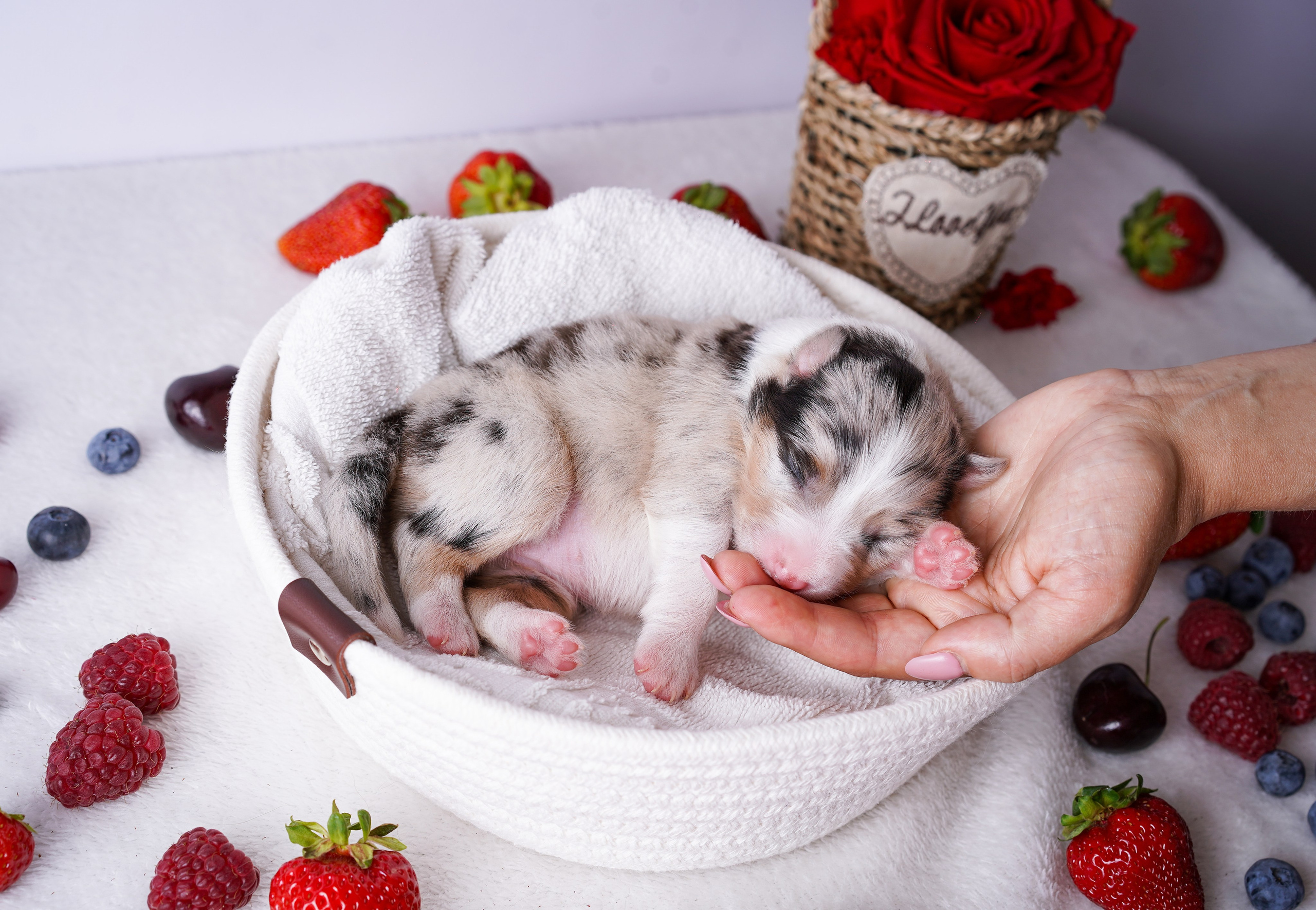Щенки аусси. Фотограф-анималист в Санкт-Петербурге Яна Мартынова