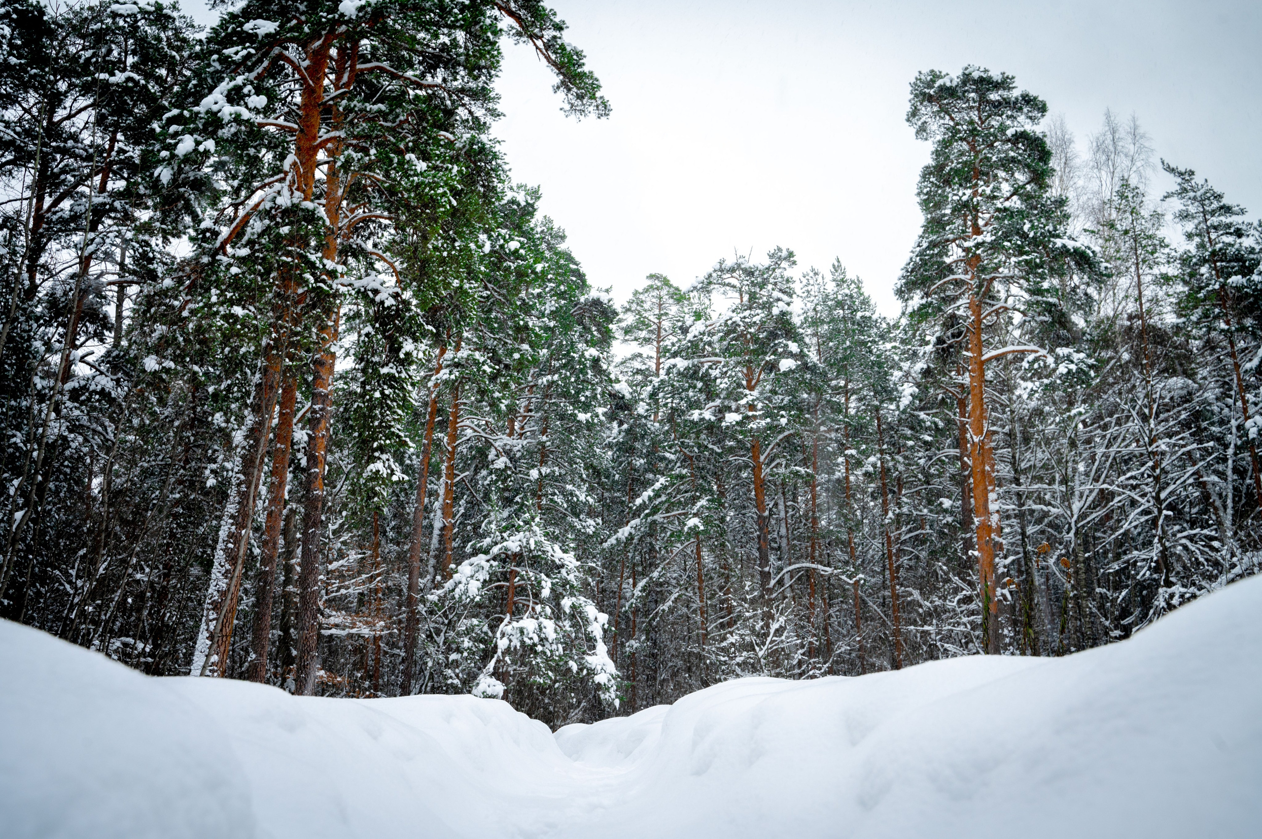 Прогулка с собакой. Зима, лес, Москва. Vadim Nevenglovskii Фотограф в разных жанрах